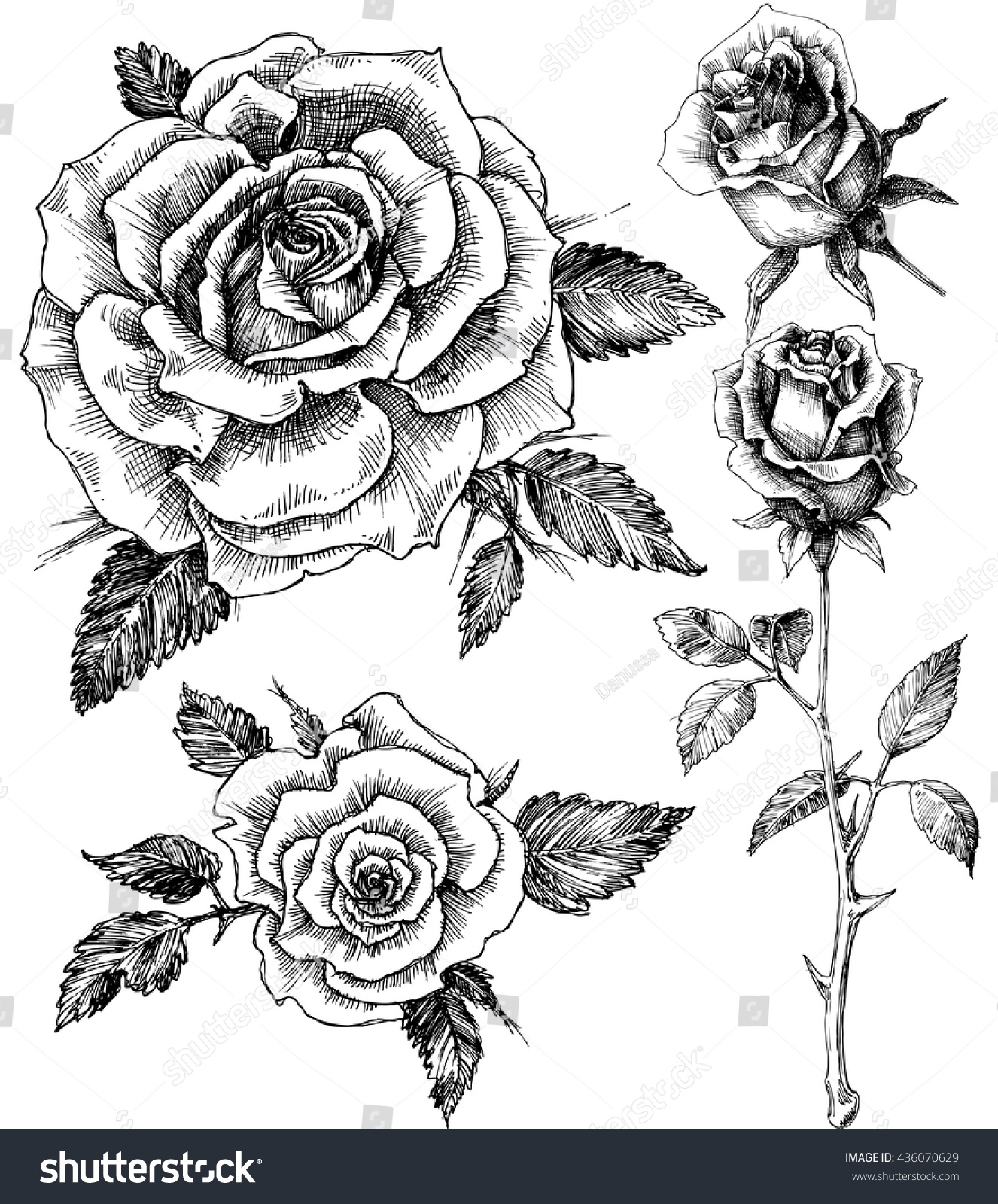 Flowers set. Hand drawn rose vector, etch style   Royalty Free ...