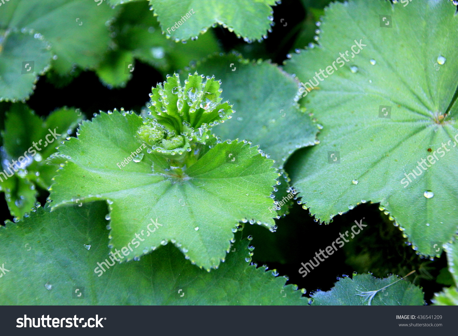 Frauenmantel: green herbal plant growing in europe #436541209