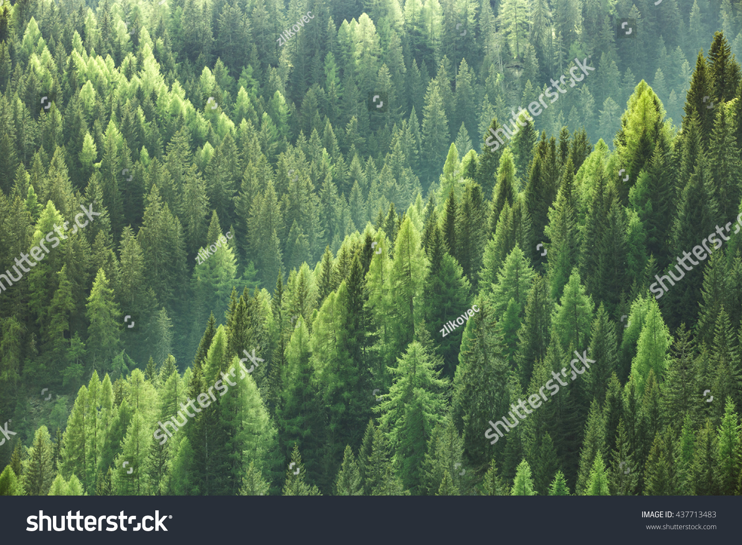 Healthy green trees in a forest of old spruce, fir and pine trees in wilderness of a national park. Sustainable industry, ecosystem and healthy environment concepts and background.
 #437713483
