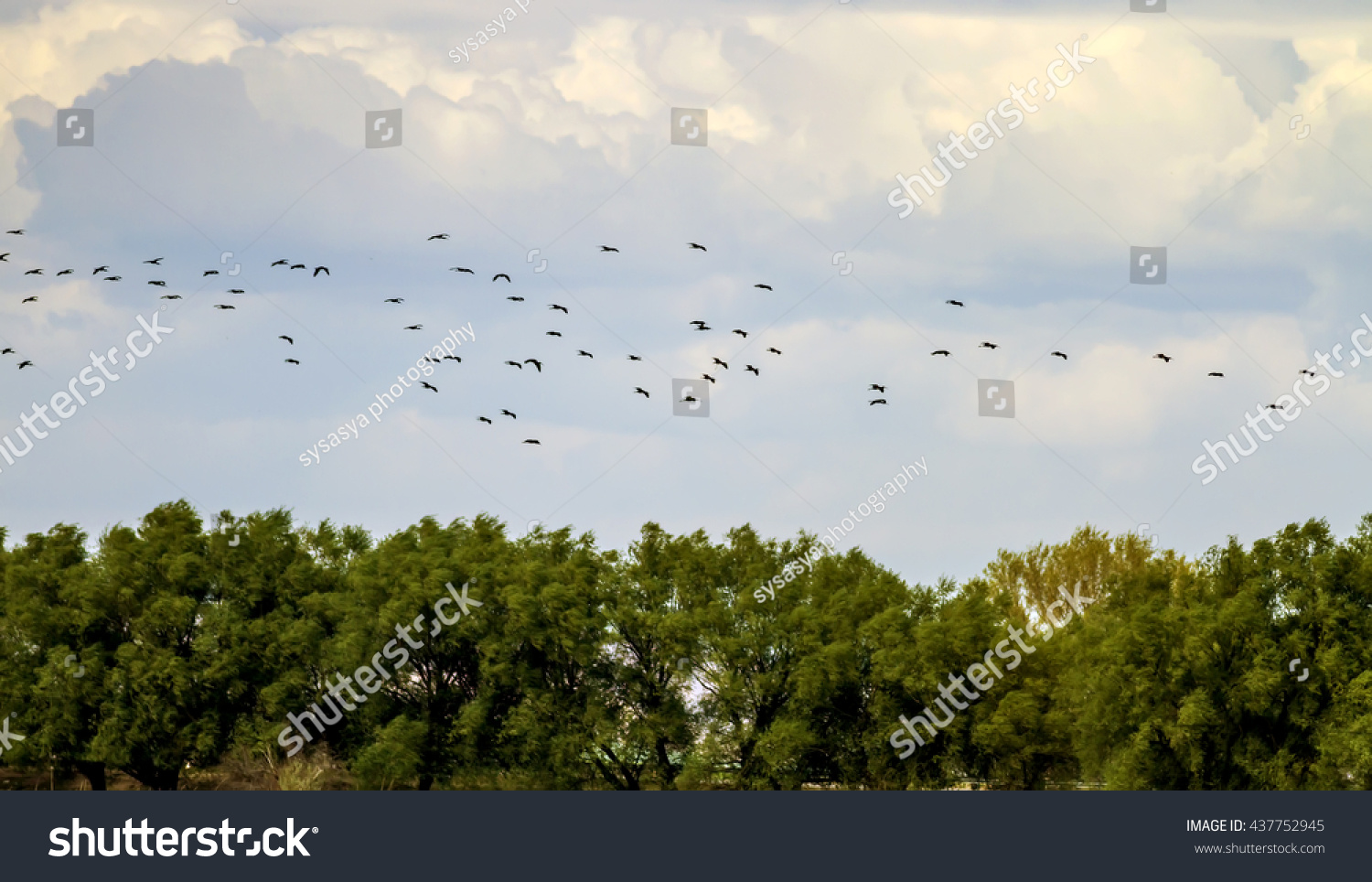 Flying birds. Blue white clouds. Birds: Glossy Ibis. Plegadis falcinellus #437752945