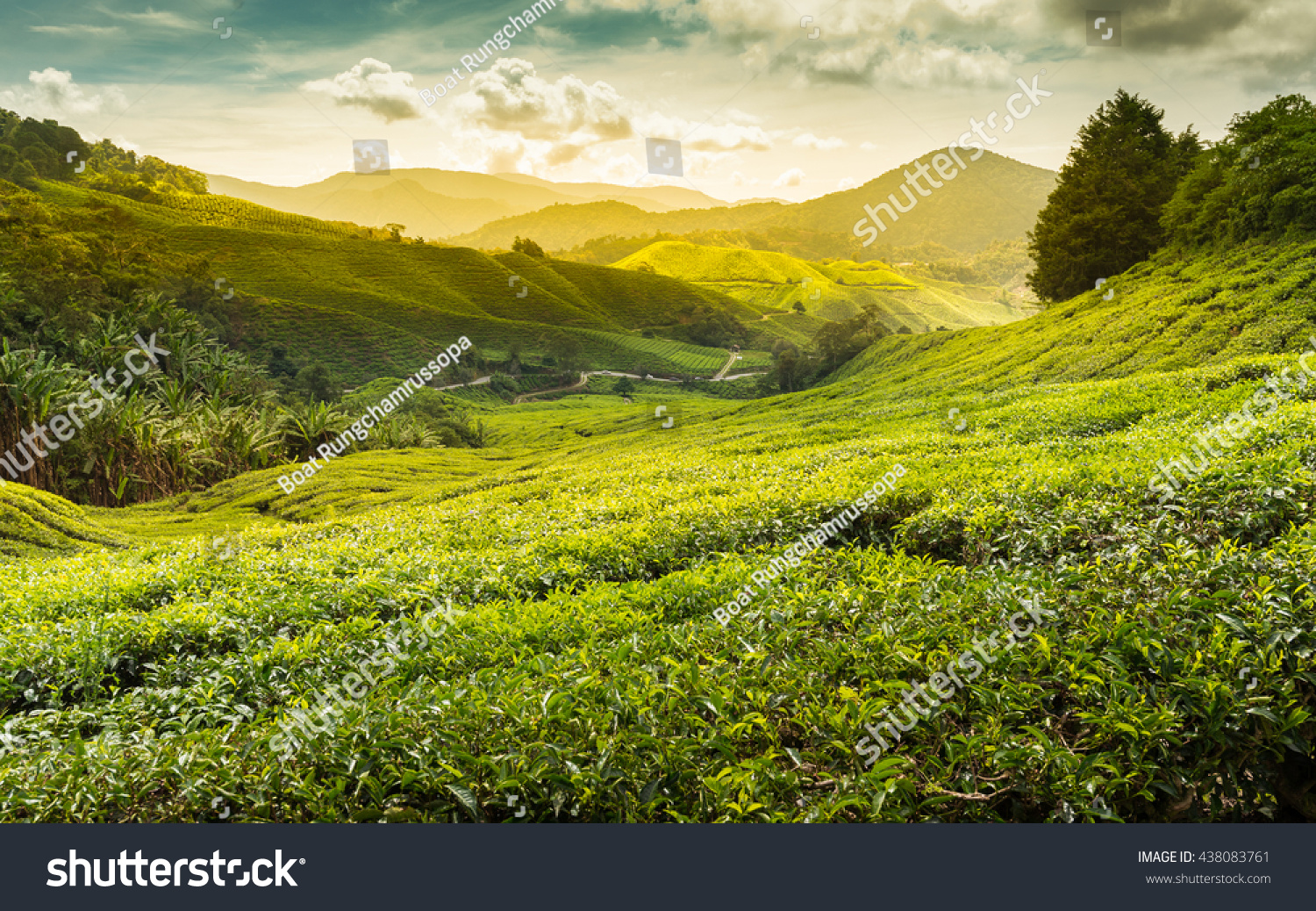 Sunrise of tea plantation in Cameron Highland, Malaysia. #438083761