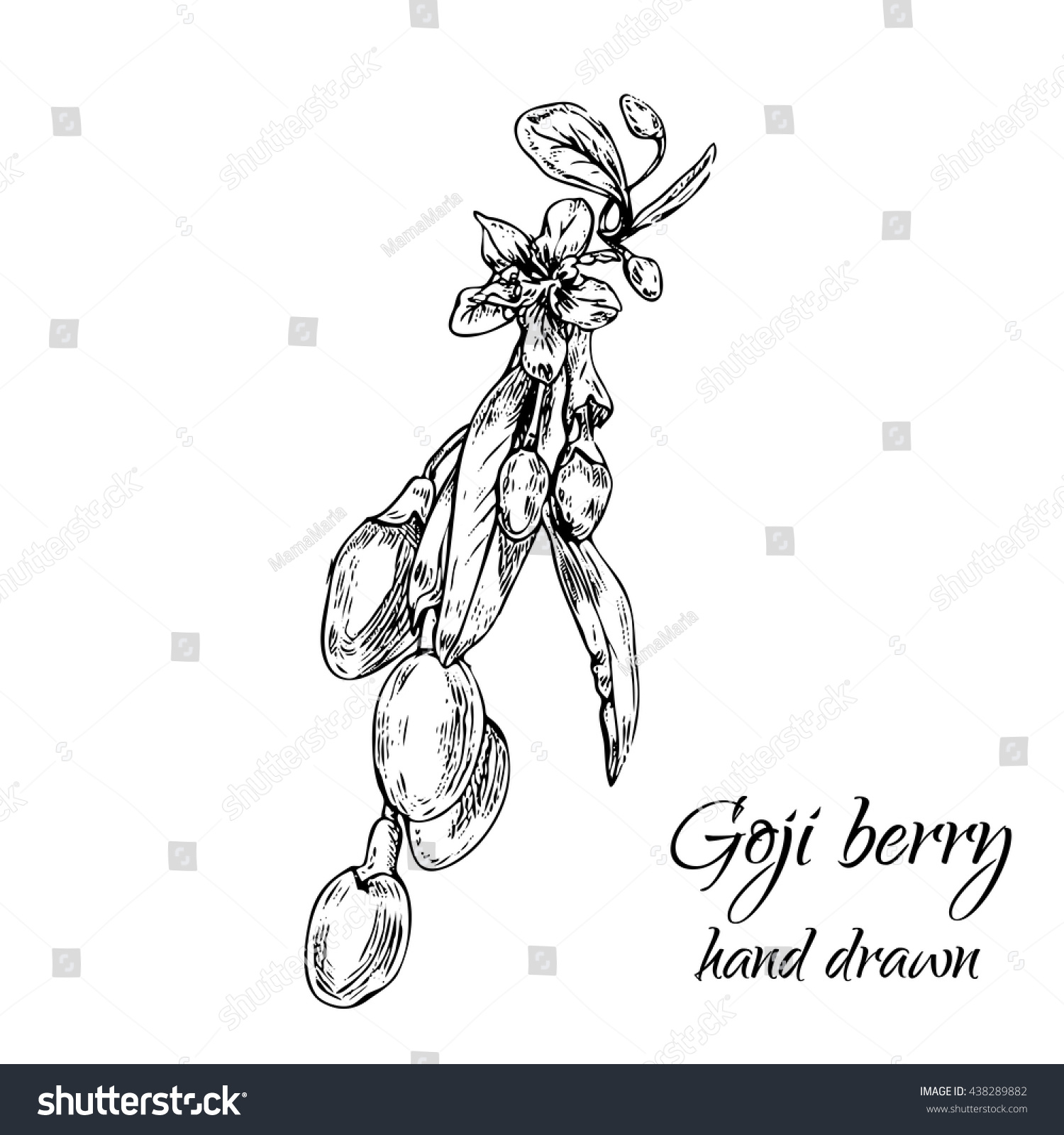 Hand drawn goji berry monochrome engraving illustration.  Nature organic super-foods design elements.  Vector illustration  #438289882