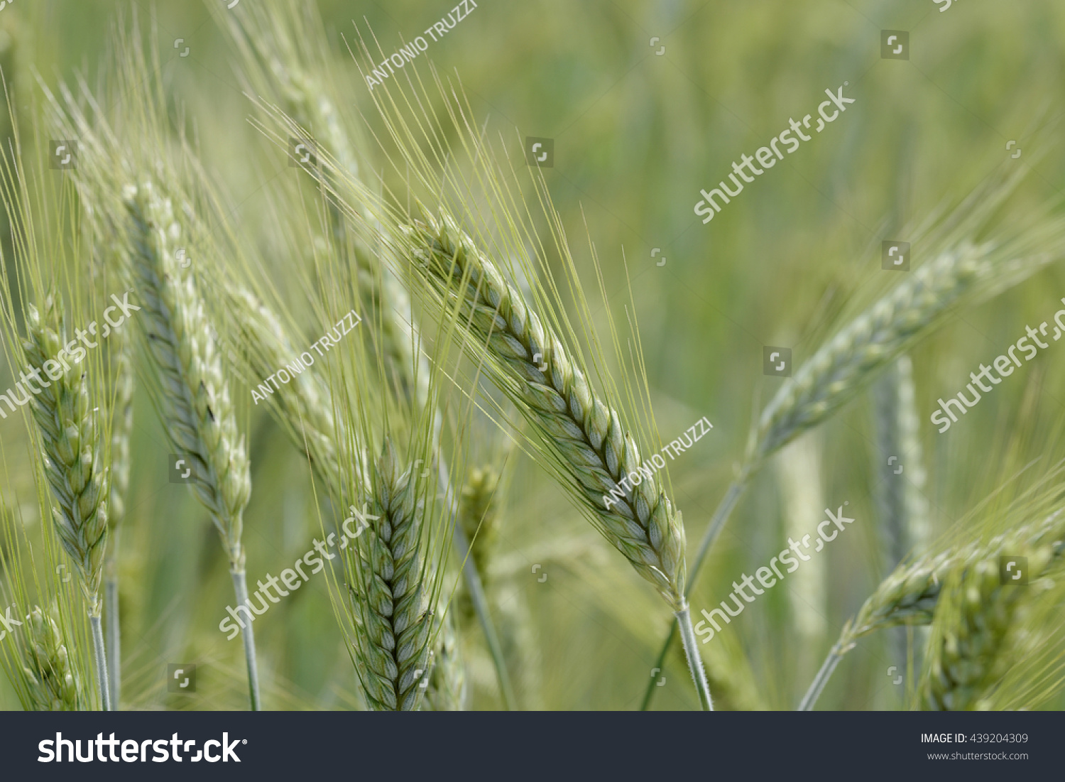 Green Ears of wheat in the field #439204309