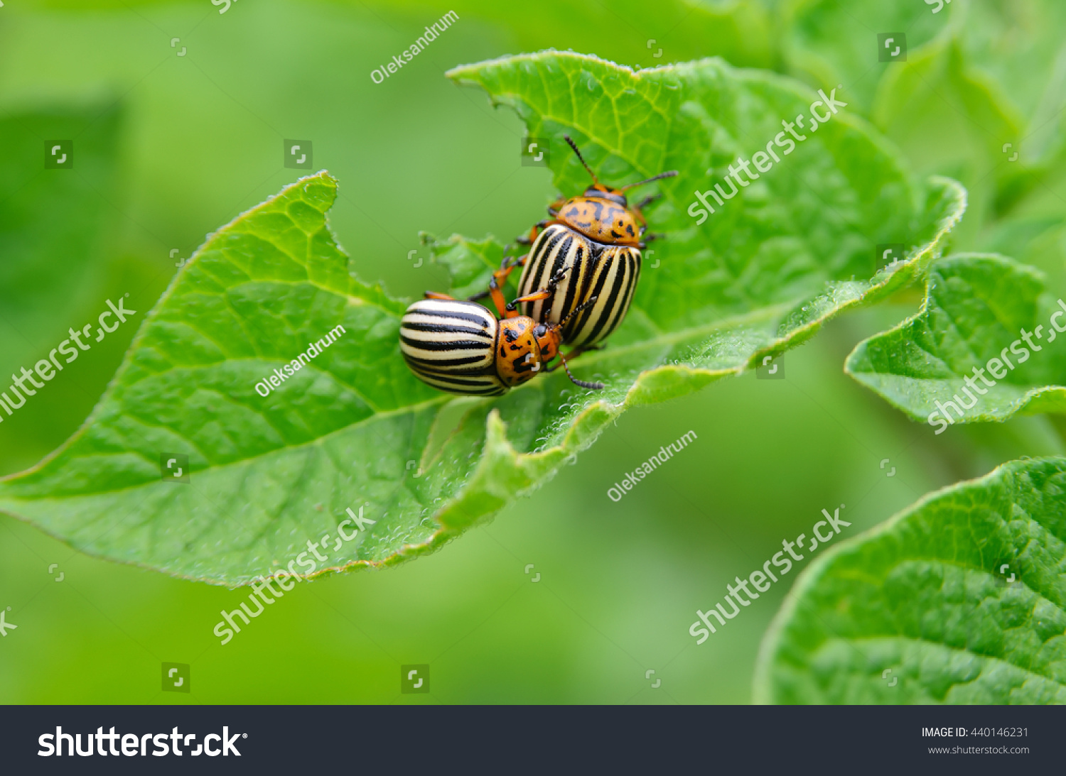 Colorado beetle eats a potato leaves young. Pests destroy a crop in the field. Parasites in wildlife and agriculture. #440146231
