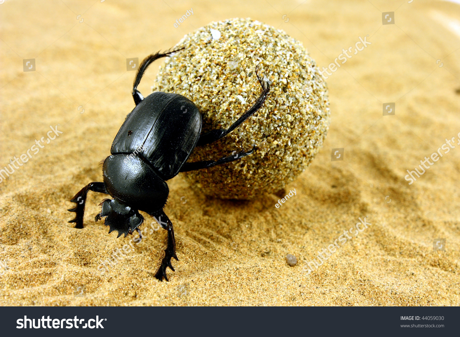 Beetle pushing its ball of dung #44059030
