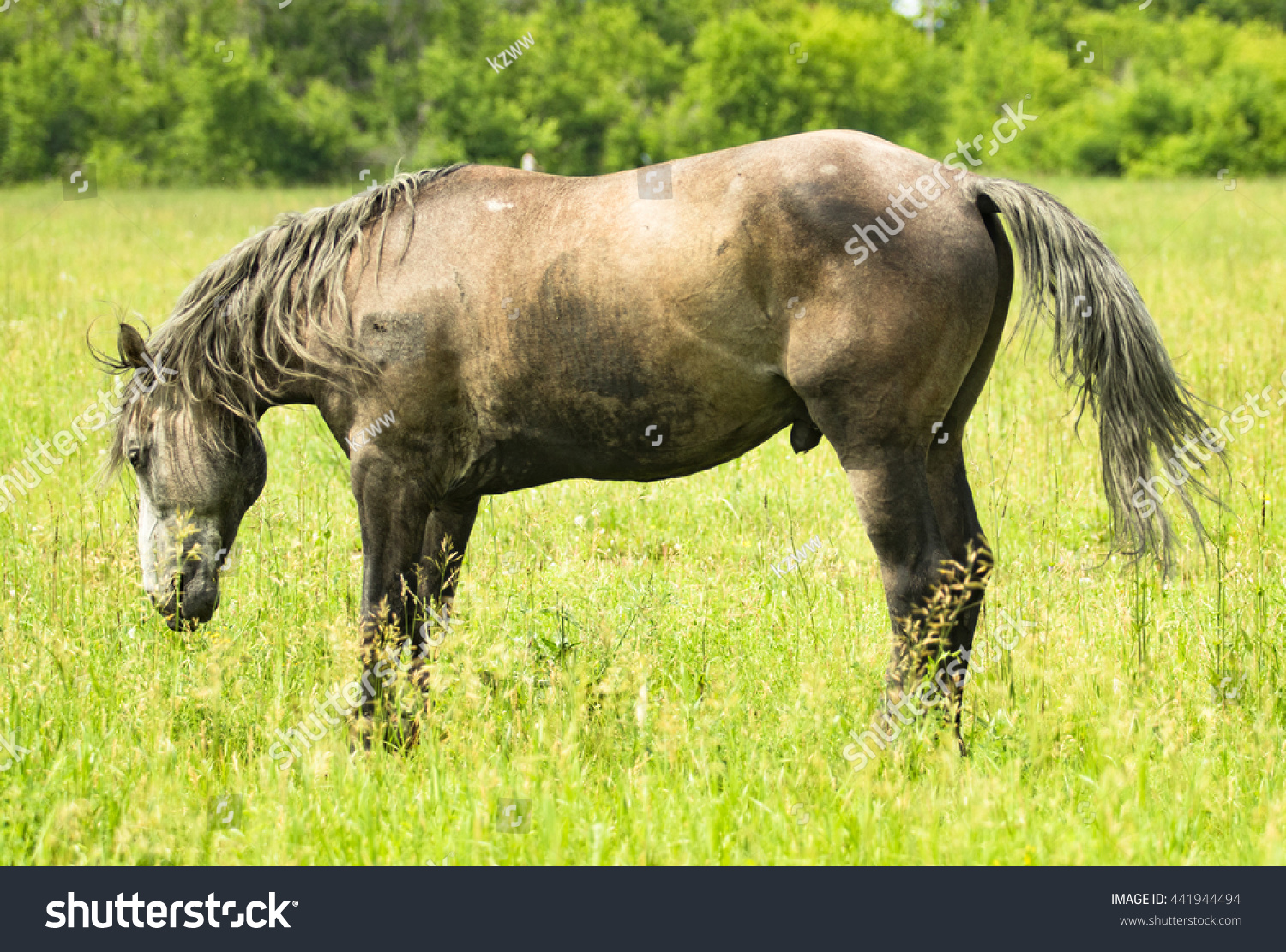 big stallion cock