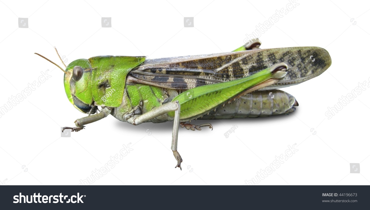 Grasshopper's white background #44196673