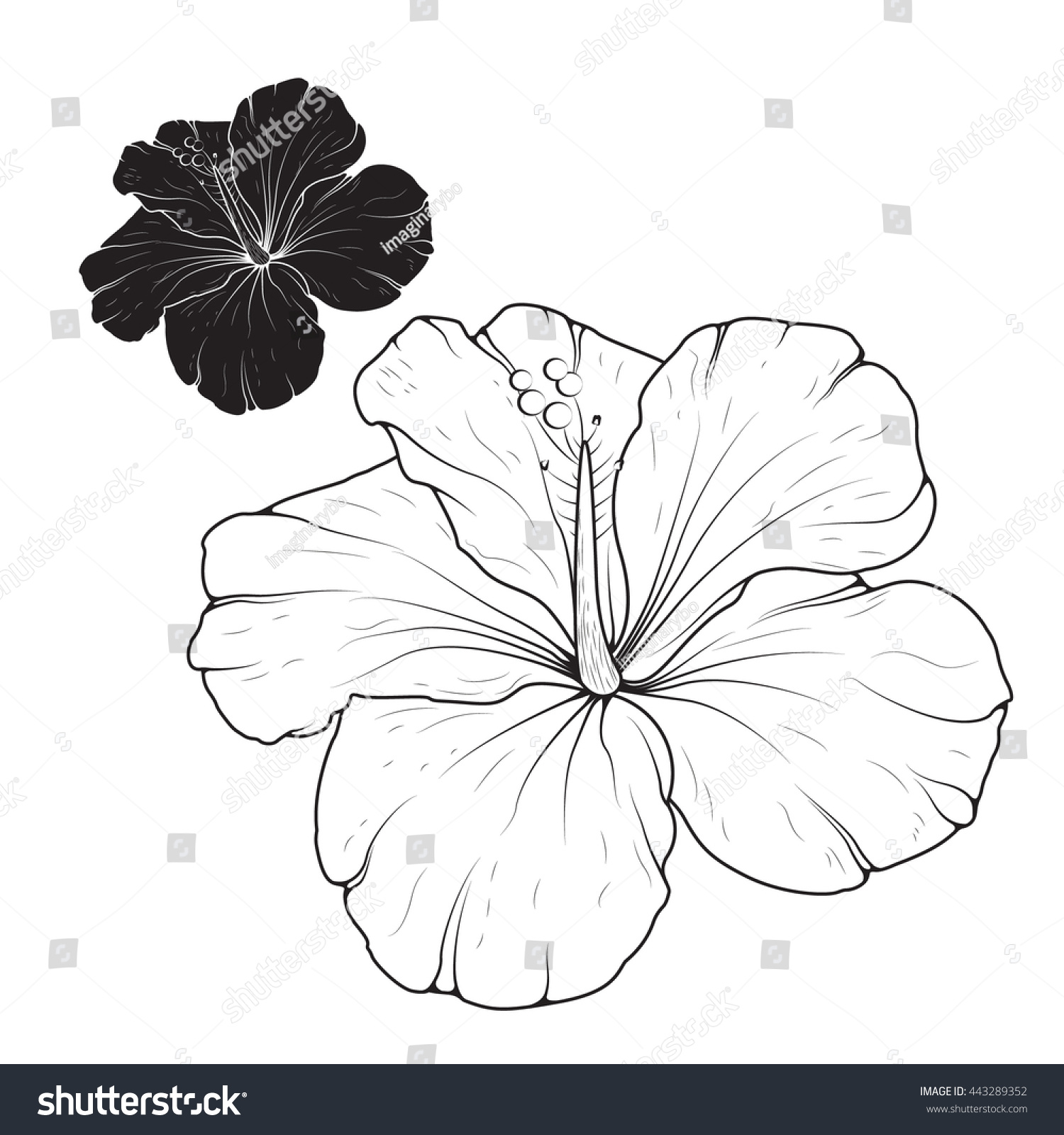 hibiscus flower outline www pixshark com images hibiscus flower outline www pixshark com images