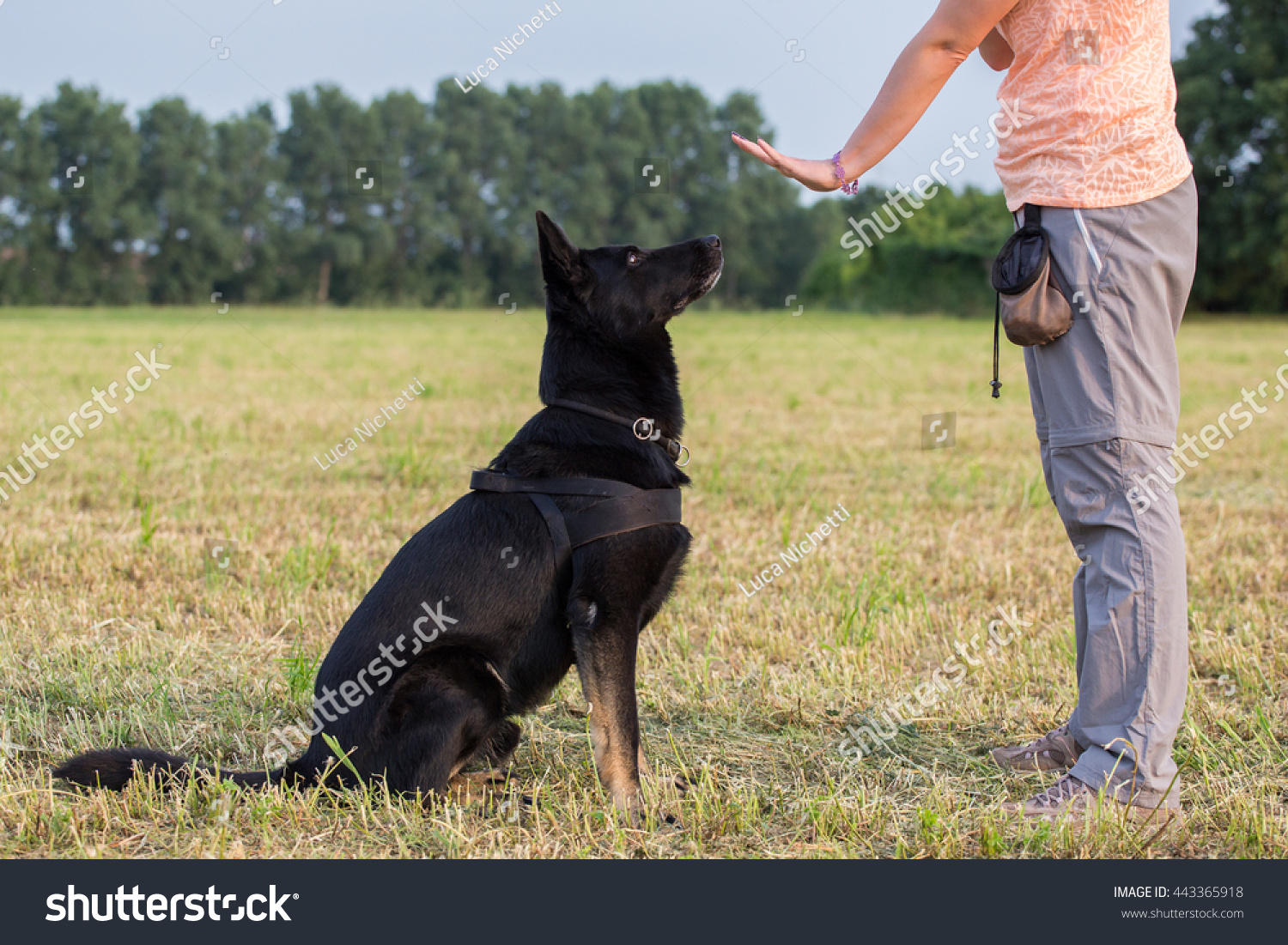 Black German Shepherd training (Sit command) #443365918