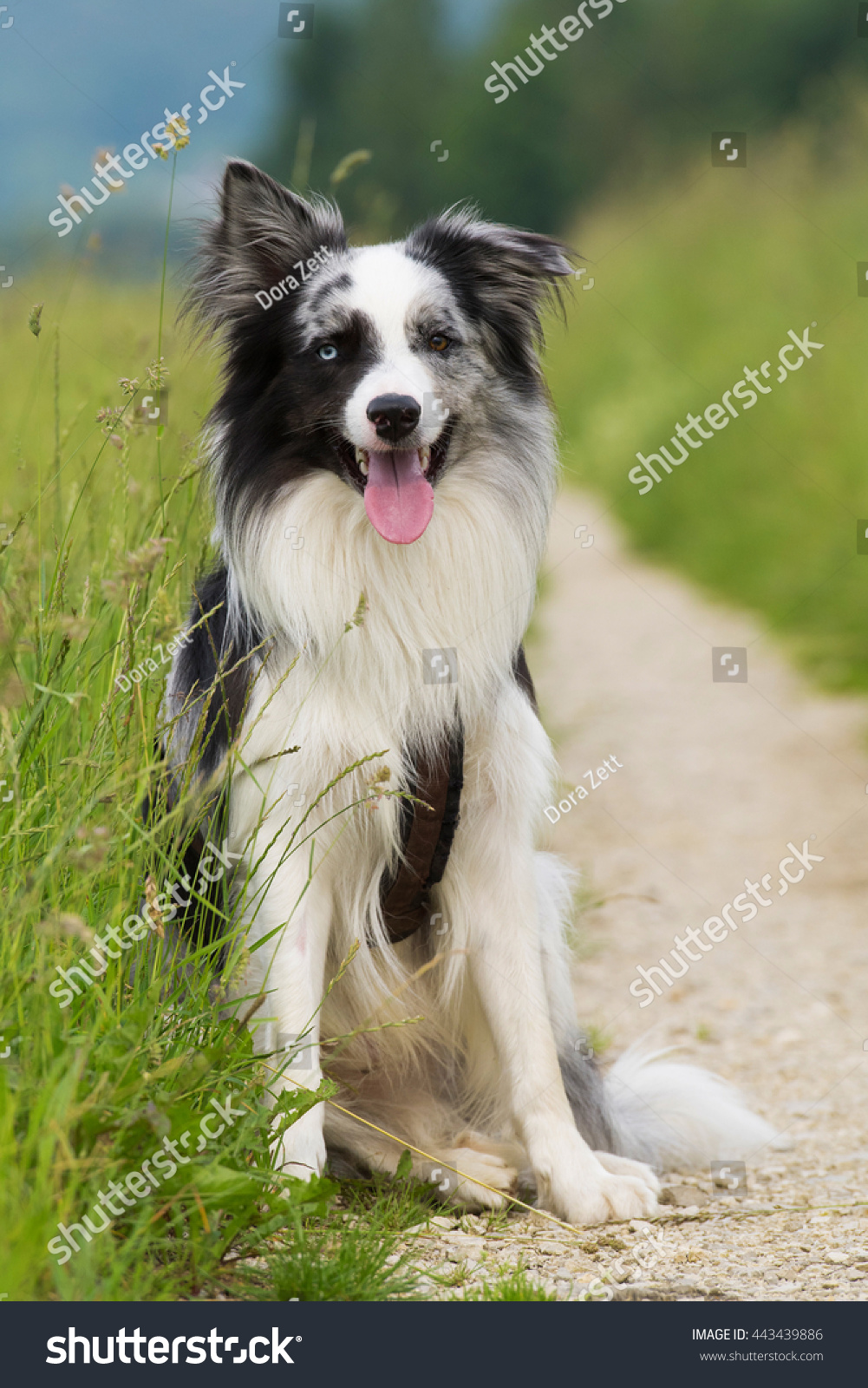 Border Collie sitting on a path #443439886
