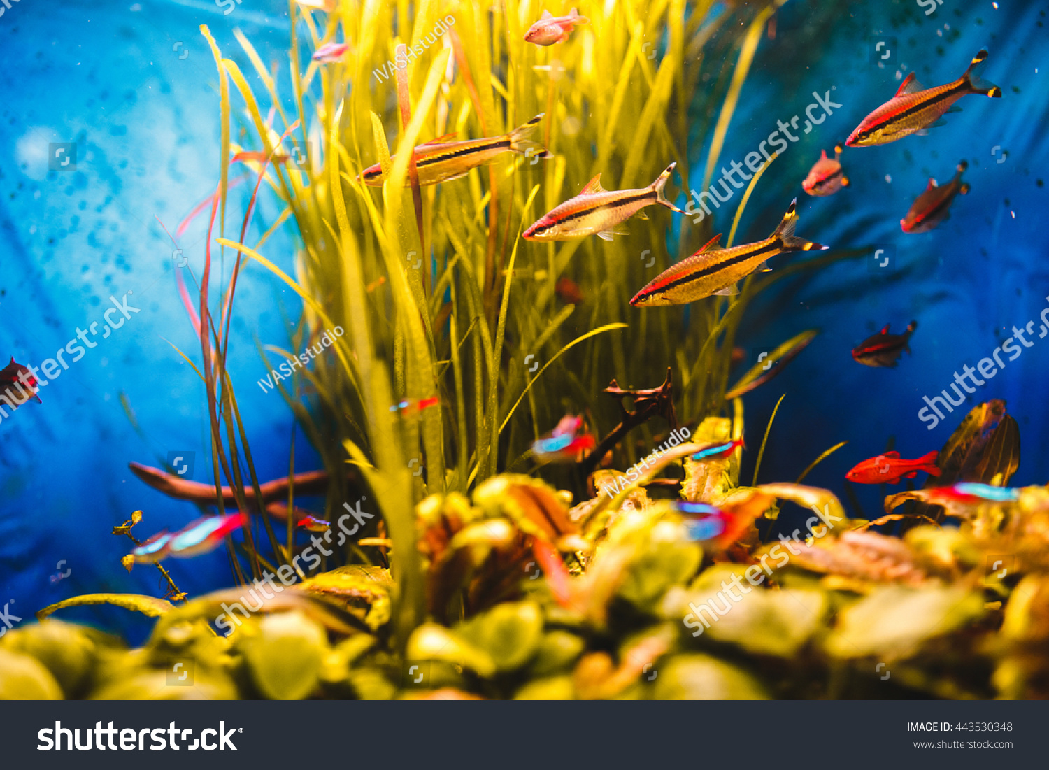 Orange fish swim in a blue aquarium #443530348