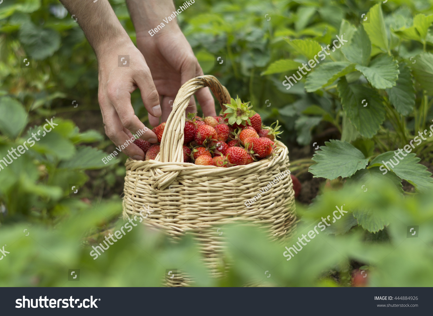 Man putting raw strawberries into the basket on the field, green leafs. ecofarming, vegan food, ecofarming #444884926
