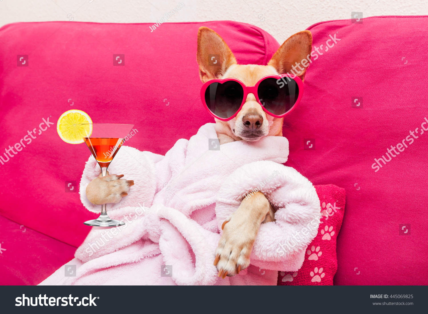 chihuahua dog relaxing at spa wellness center wearing a  bathrobe and funny sunglasses, drinking a martini cocktail #445069825