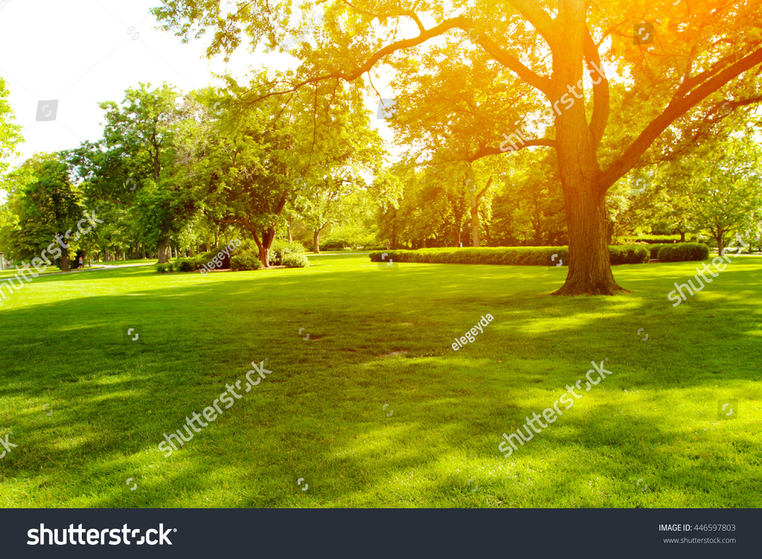 Beautiful summer landscape with trees and green grass #446597803