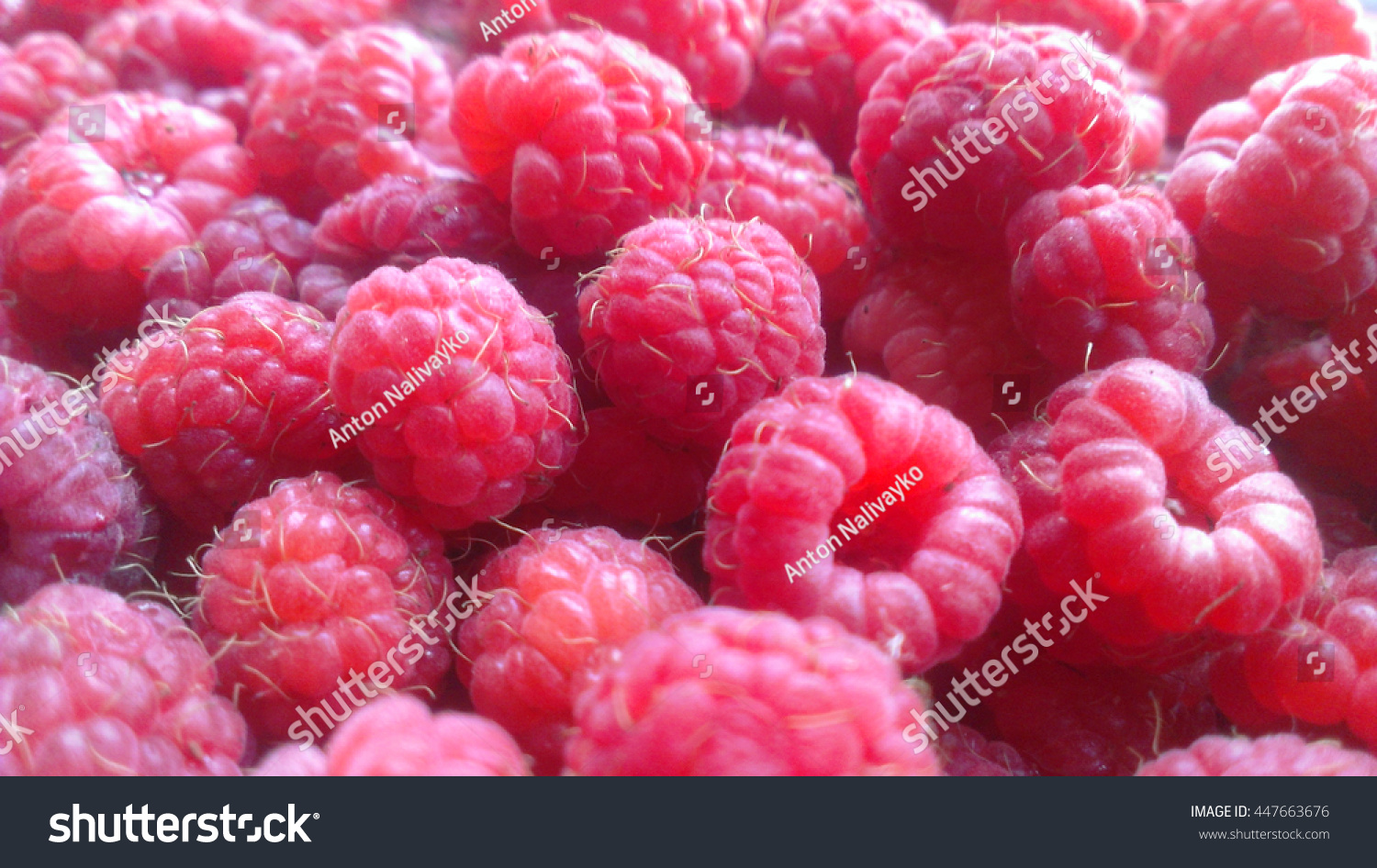 berry raspberry macro in daylight in the summer. #447663676