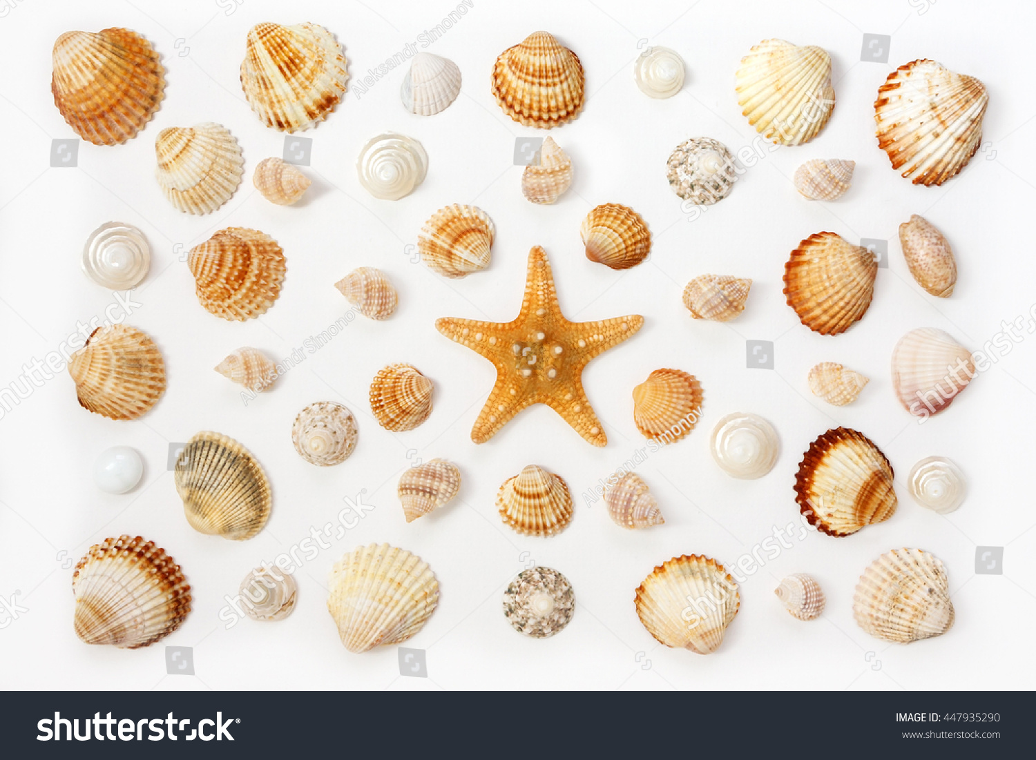 composition of exotic sea shells and starfish on a white background. top view. #447935290