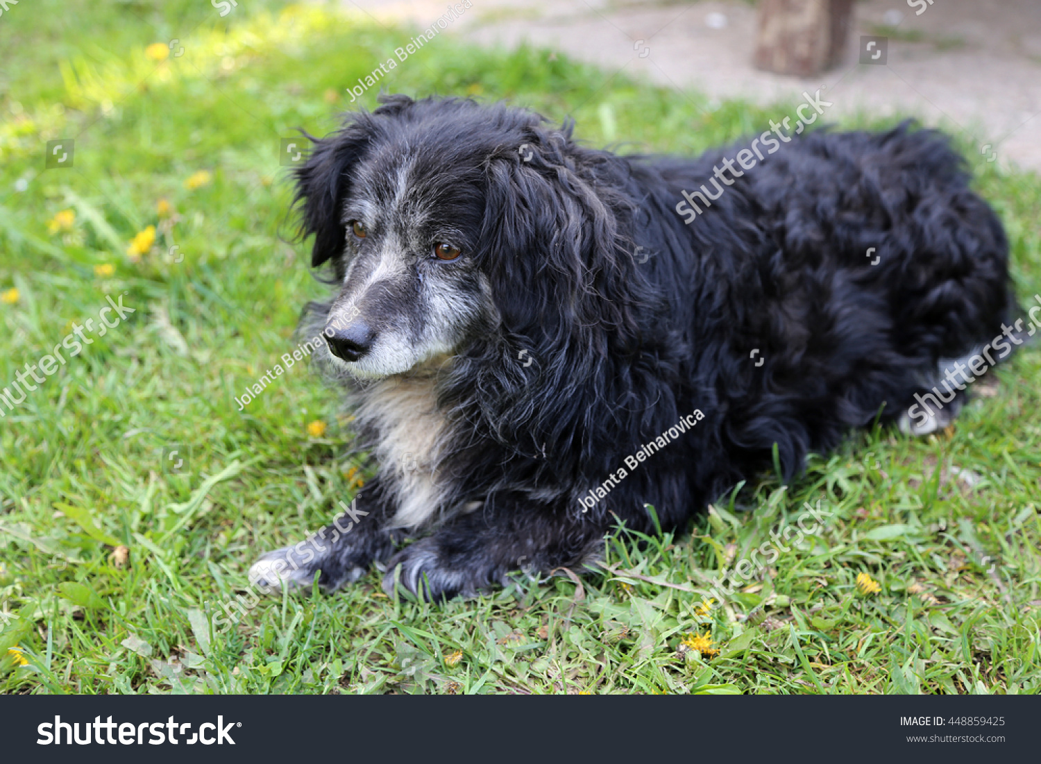 The old black dog with a gray-haired muzzle lies on a green grass. #448859425