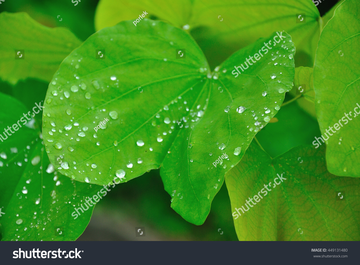 Dew on leaves #449131480