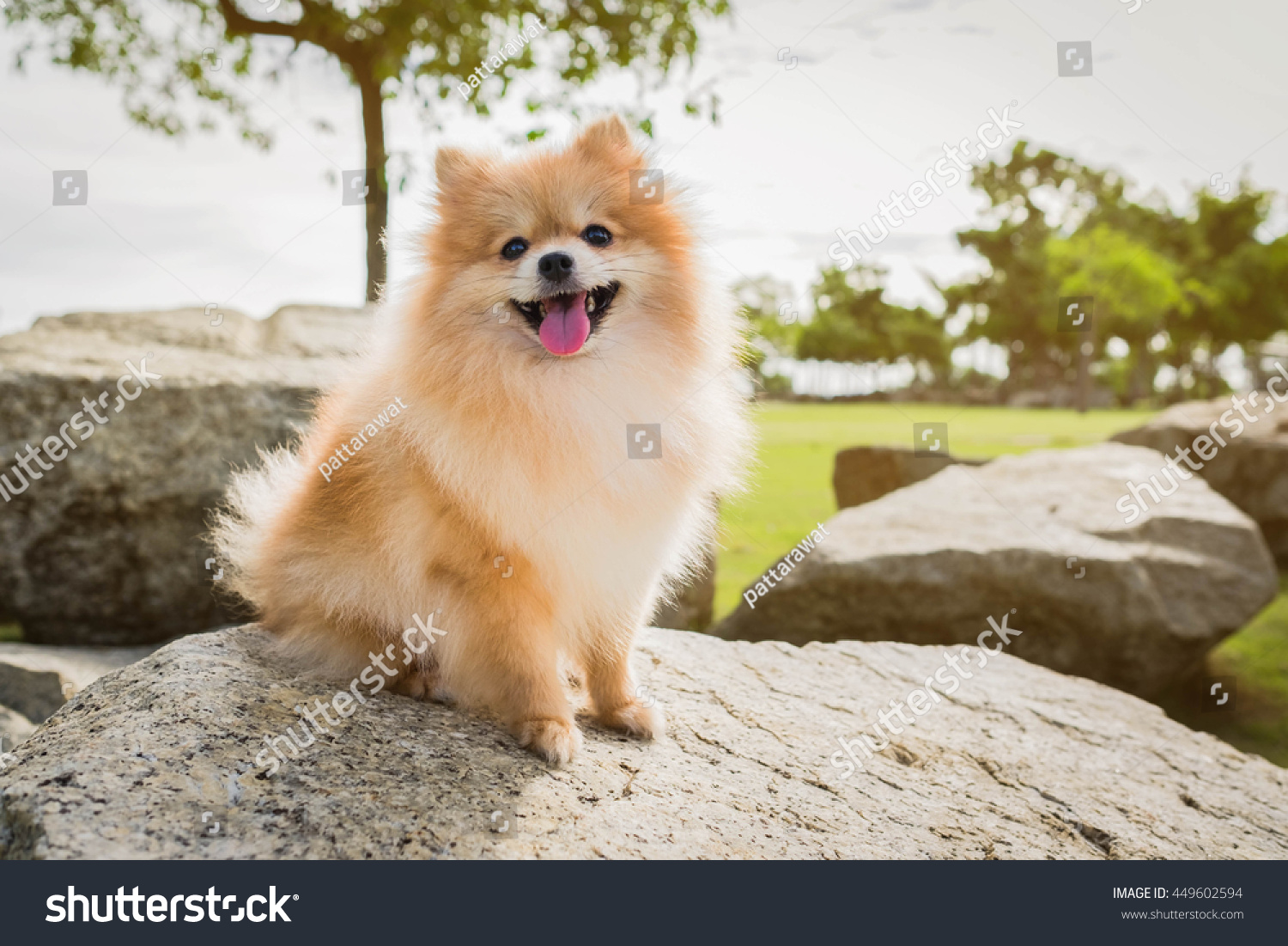 dog pomeranian spitz smiling watch the evening sun at the park's nature. #449602594