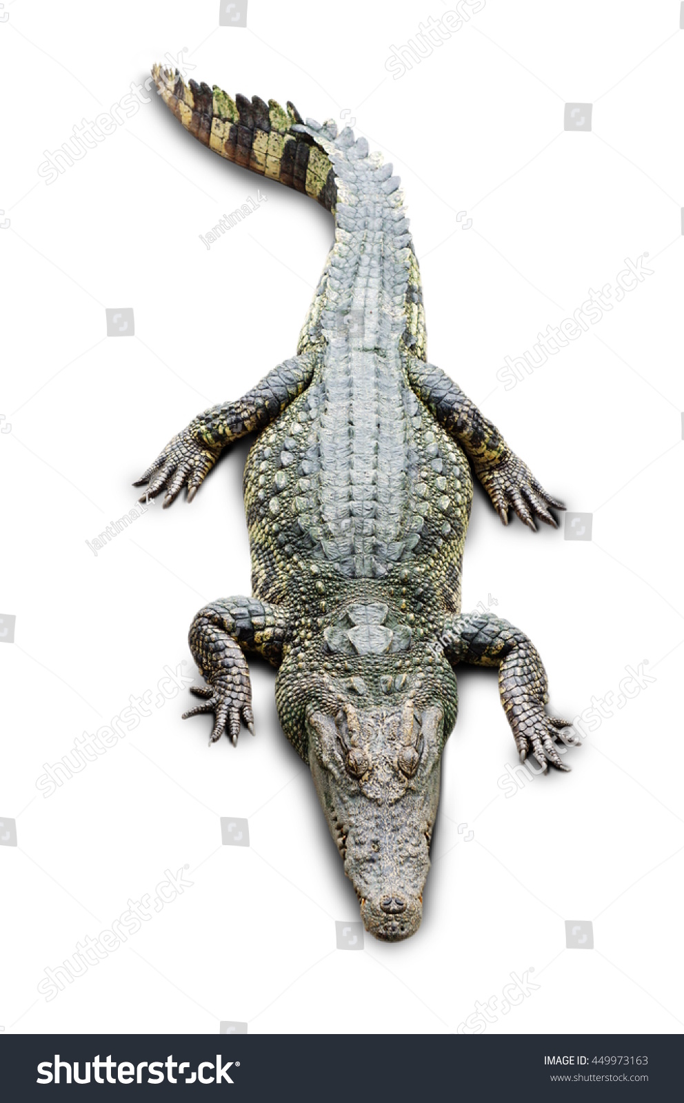 crocodile on the white background #449973163