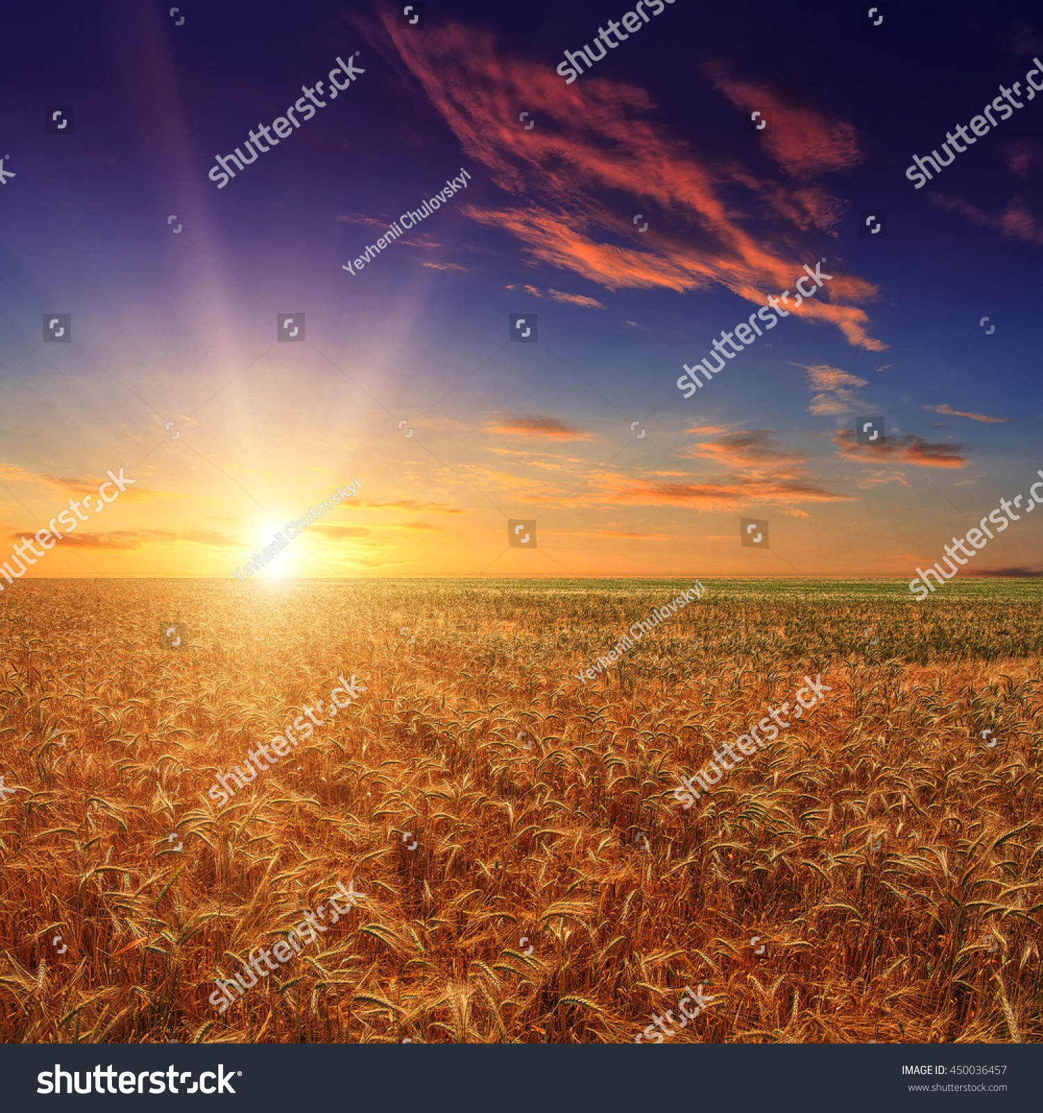 Fantastic wheat field at the sunset. Colorful overcast sky. The idea of a rich harvest concept. Rural landscape under shining sunlight. Soft lighting effects. for the design. creative images #450036457