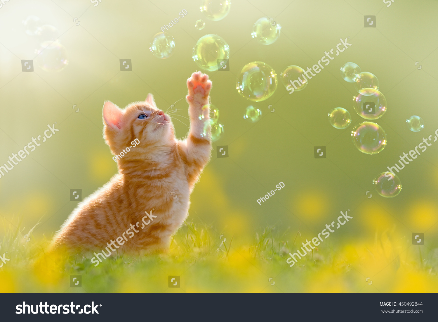 young kitten playing with soap bubbles, bubbles on green meadow #450492844