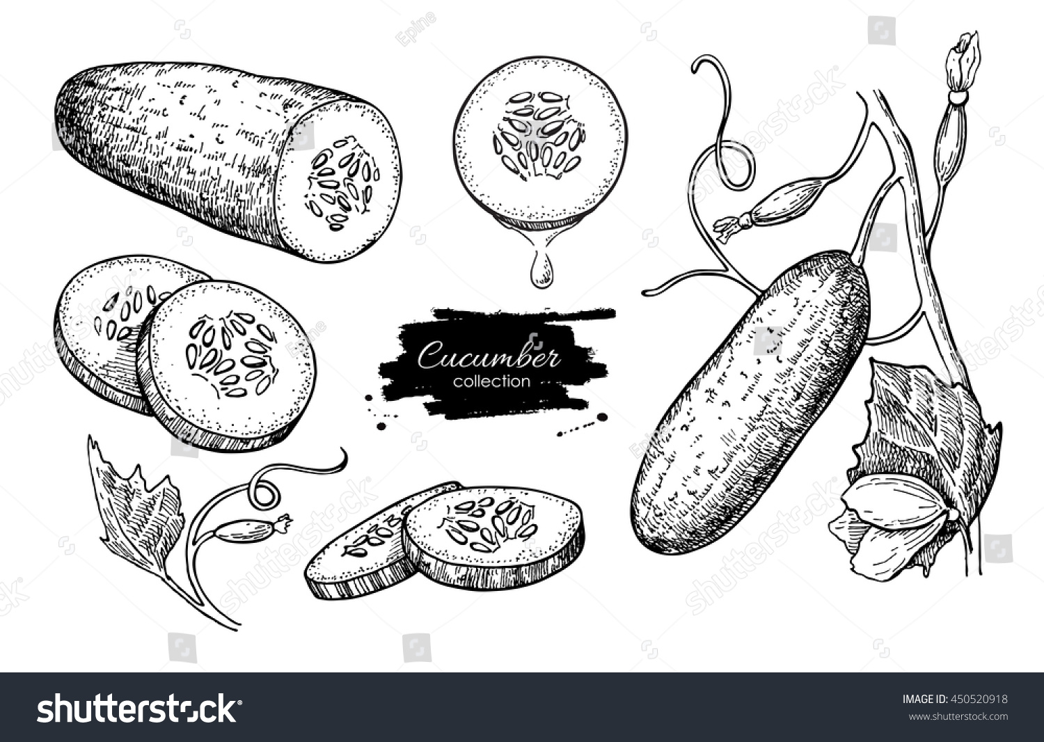 Cucumber hand drawn vector set. Isolated cucumber, sliced pieces and plant. Vegetable engraved style illustration. Detailed vegetarian food drawing. Farm market product. #450520918