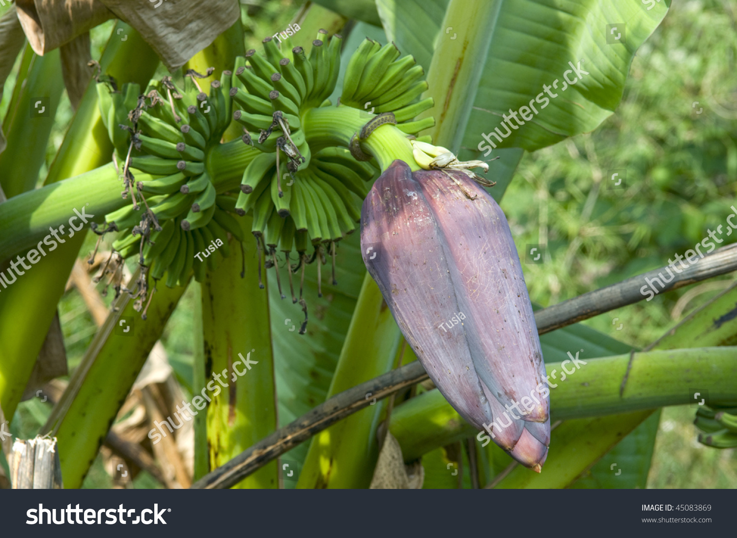 Bananas branch and flower #45083869