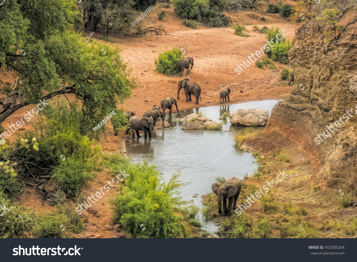 Elephants drinking water at the viewpoint Red Rock in the Kruger national park #452305204