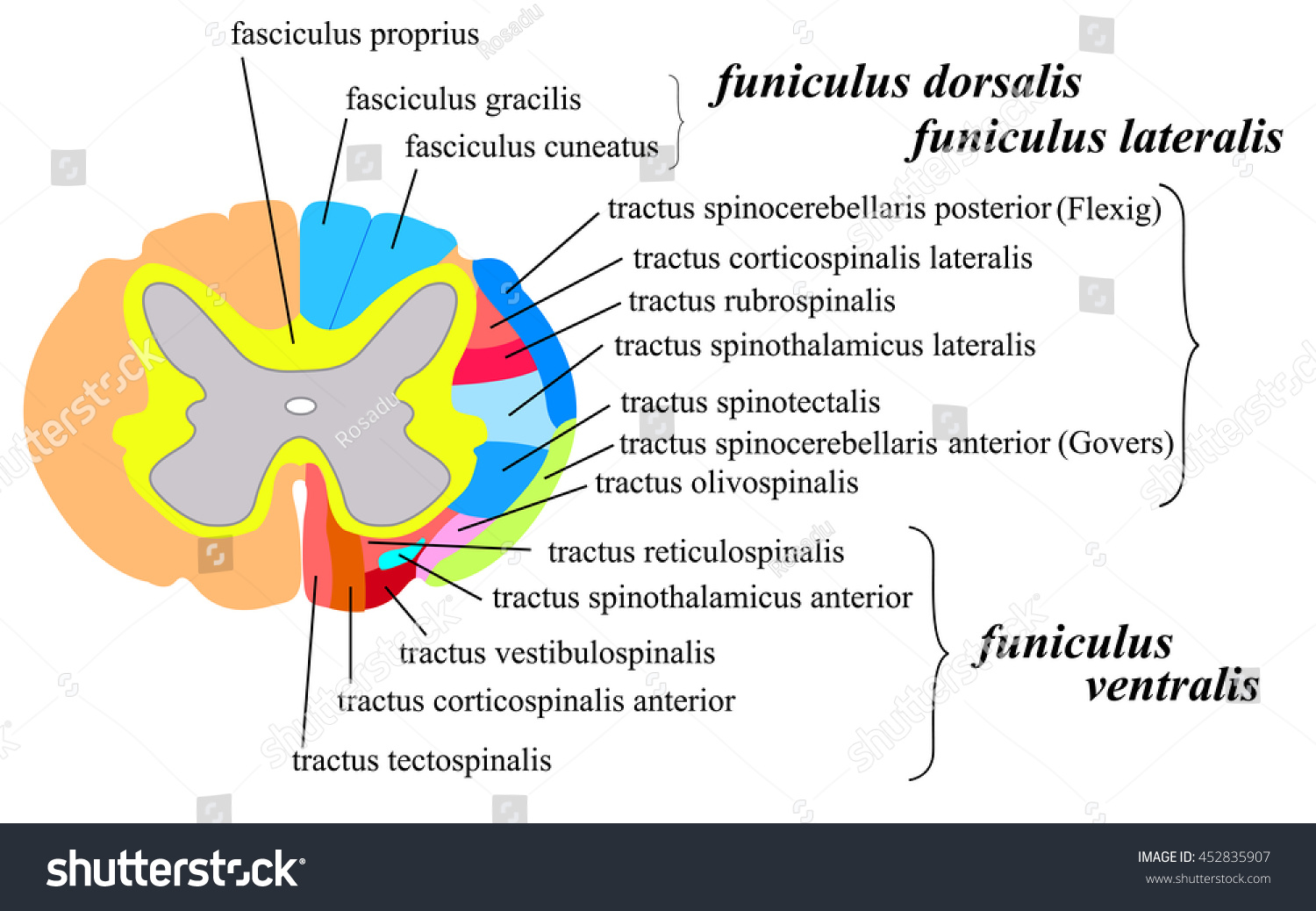 Spinal Cord Cross Section - Royalty Free Stock Vector 452835907 ...