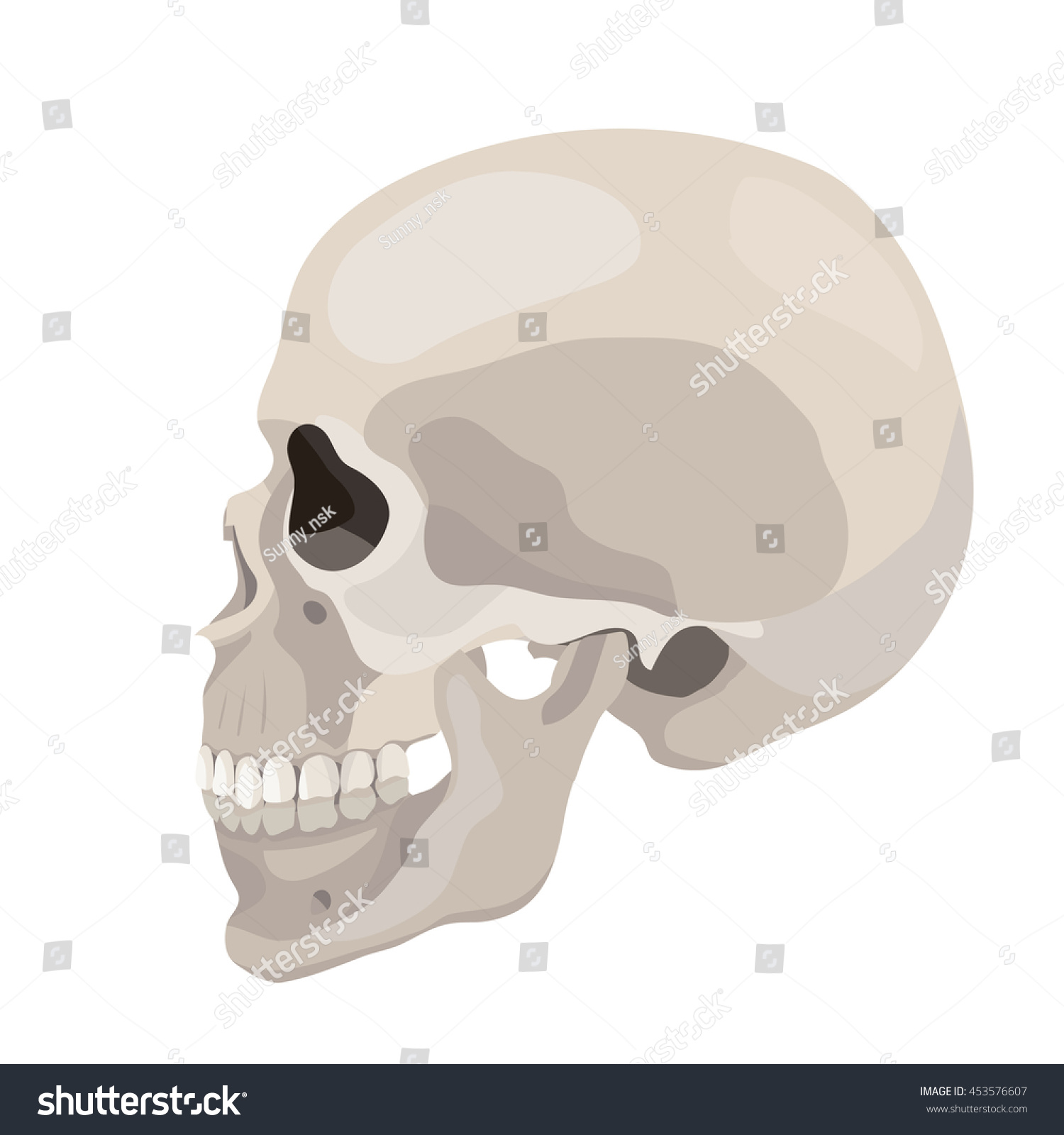 Vector Human Skull Side View Anatomy Royalty Free Stock Vector 453576607 1810