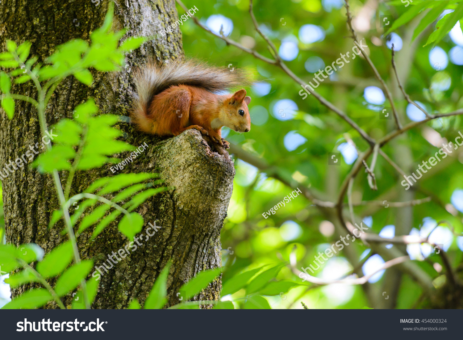 Animals in wildlife. Amazing picture of beautiful sunny squirrel sitting on a high tree with green leaves in deep forest.  #454000324
