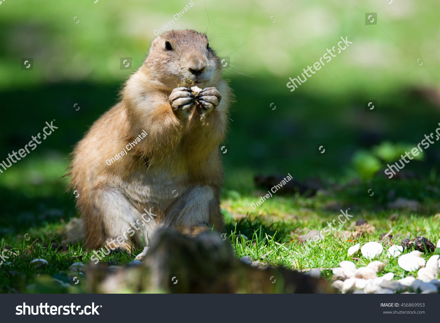 Black-tailed prairie dog (Cynomys ludovicianus) portrait of a cute pet #456869953