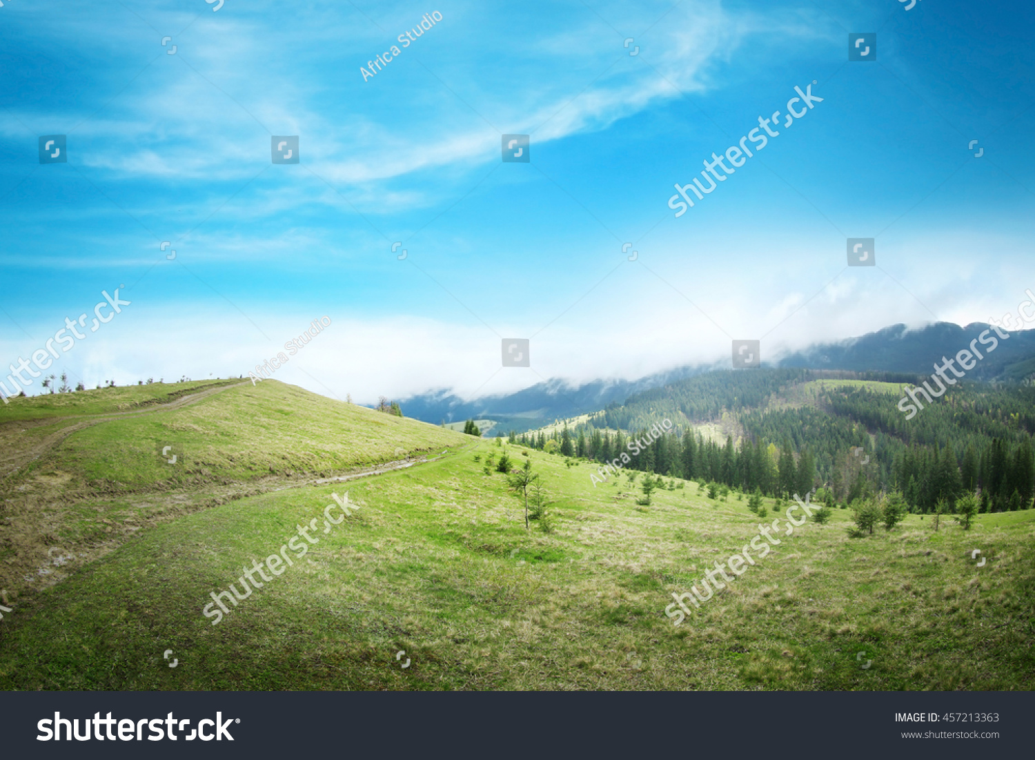 Summer forest on mountain slopes #457213363