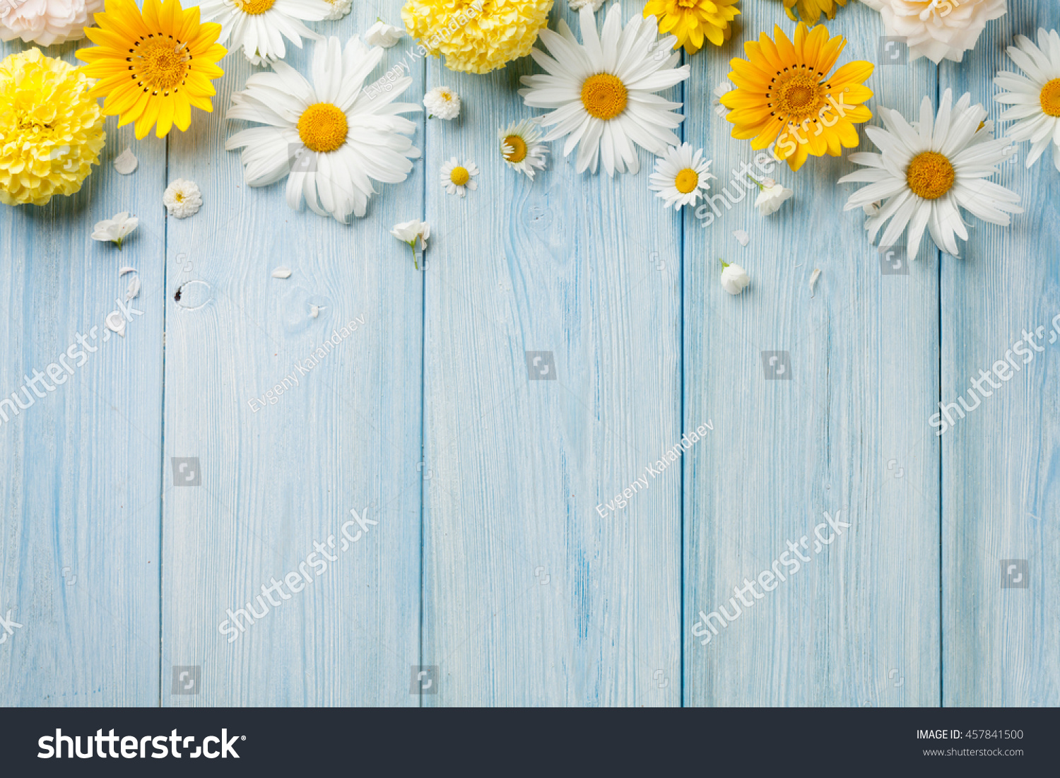 Garden flowers over blue wooden table background. Backdrop with copy space #457841500