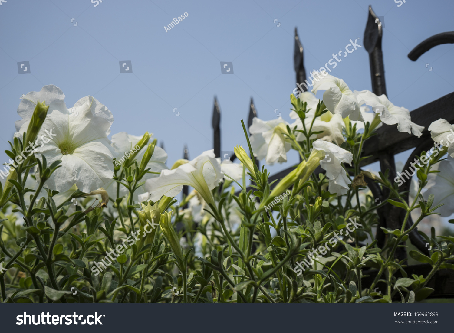 White petunias #459962893