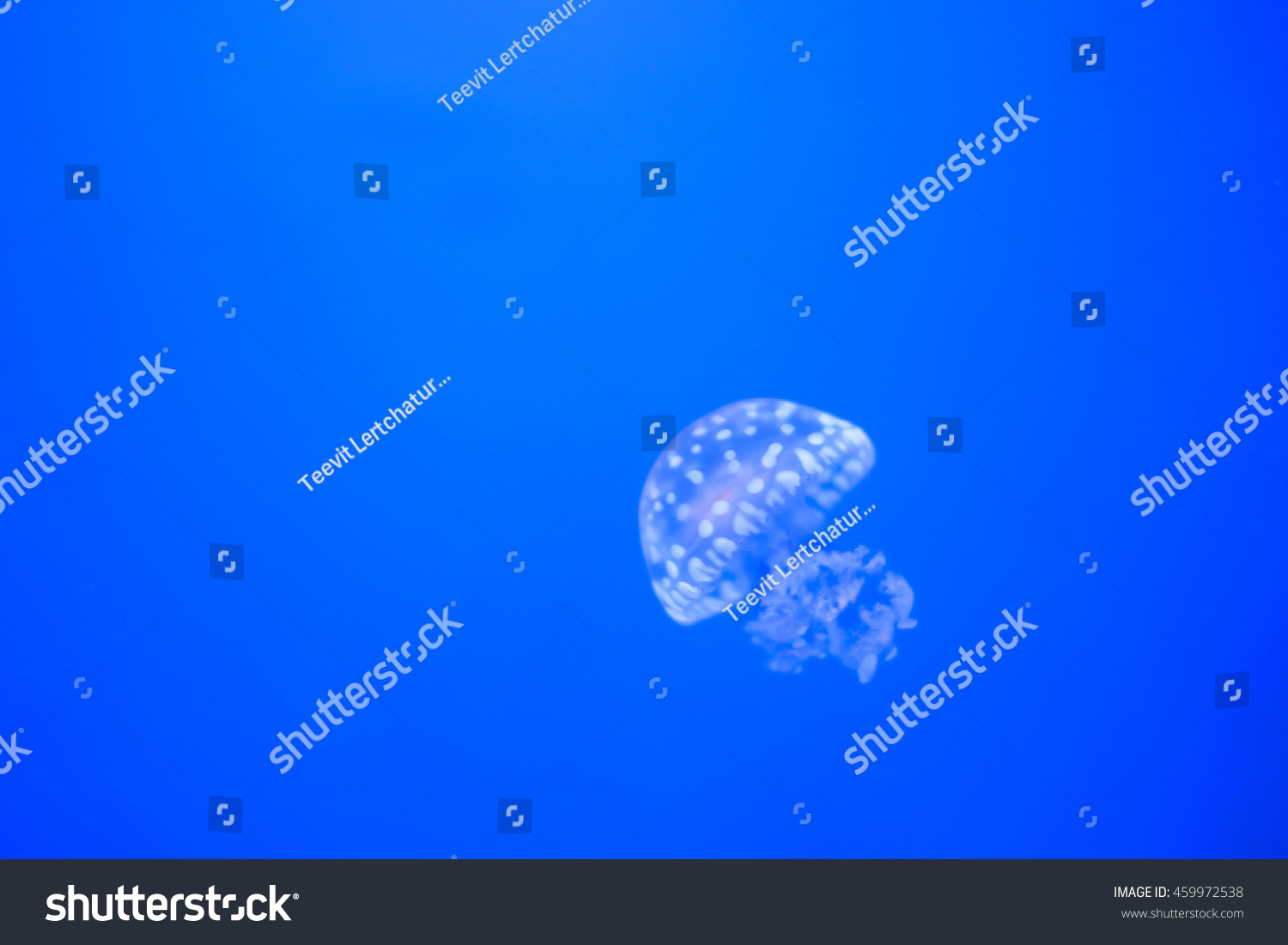 Tiny jellyfish on blue background #459972538