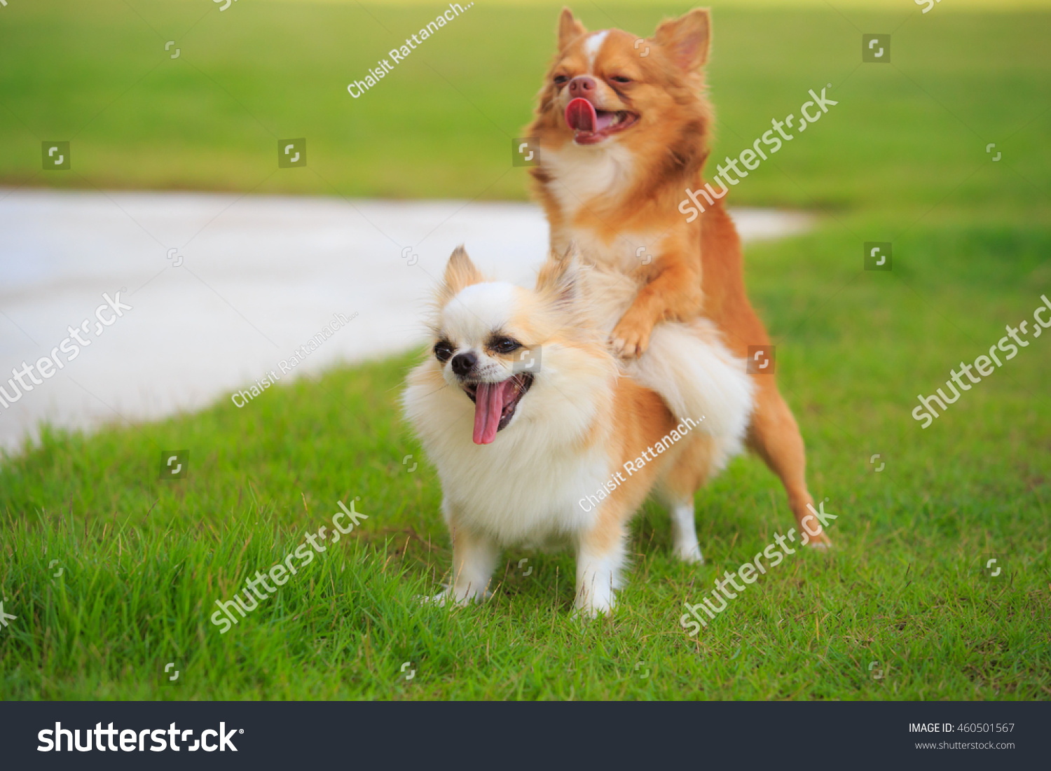 Cute chihuahua dog making love, and sex - Royalty Free Stock Photo  460501567 - Avopix.com