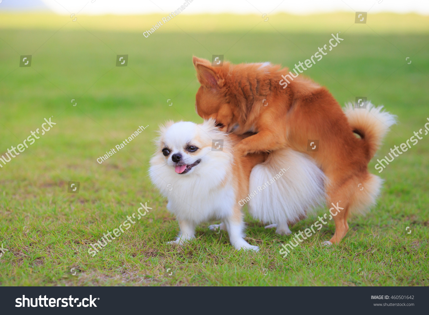 Cute chihuahua dog making love, and sex - Royalty Free Stock Photo  460501642 - Avopix.com