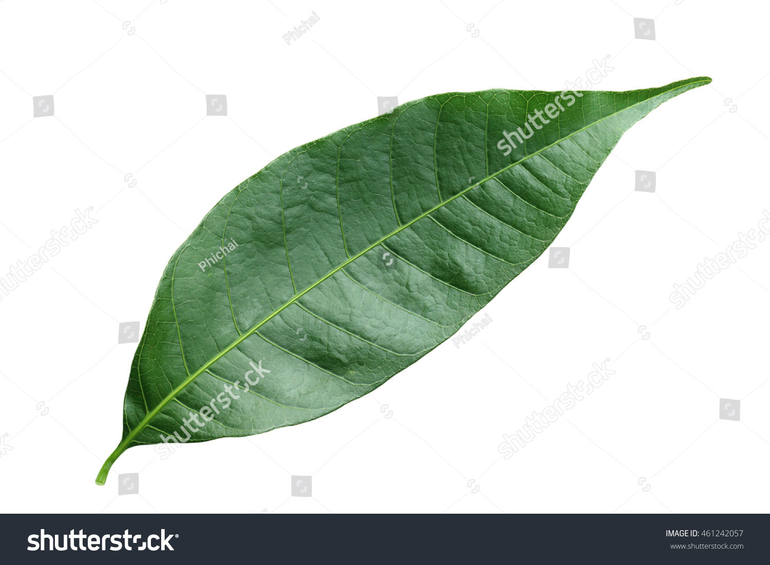 green leaf isolated leaf on white background #461242057