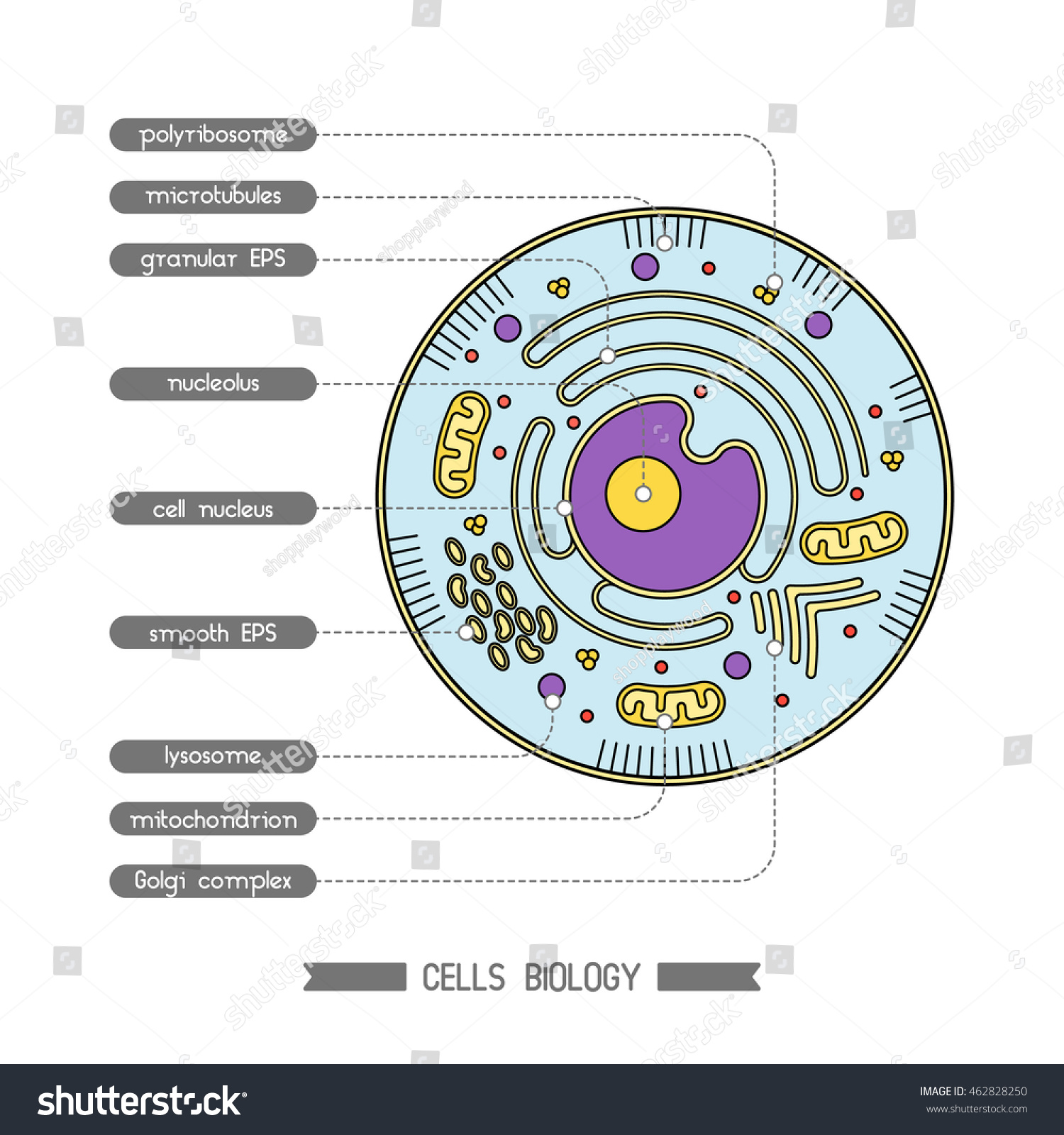 Isolated cell biology pictogram. Cell anatomy - Royalty Free Stock ...