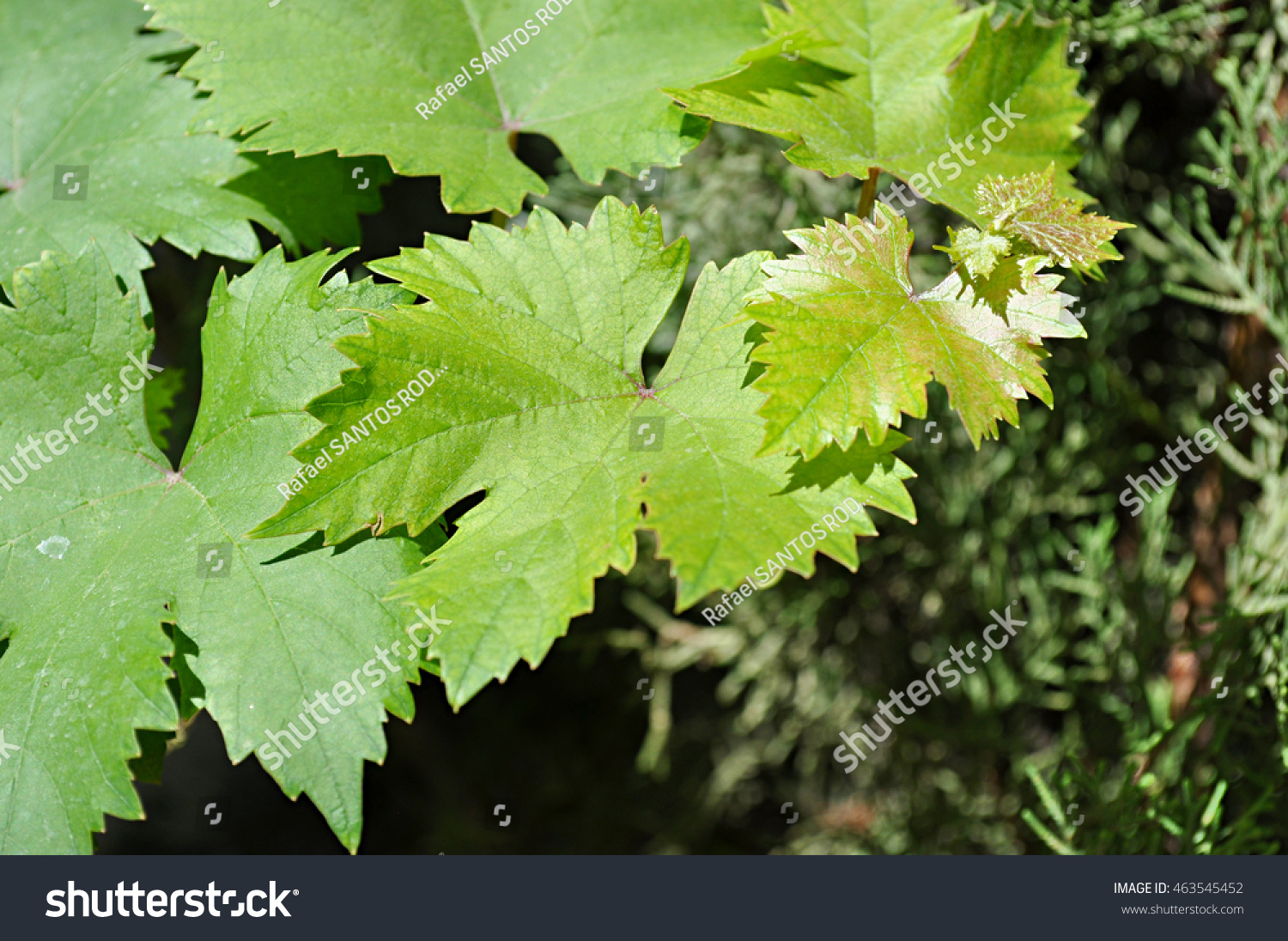 grape leaves #463545452