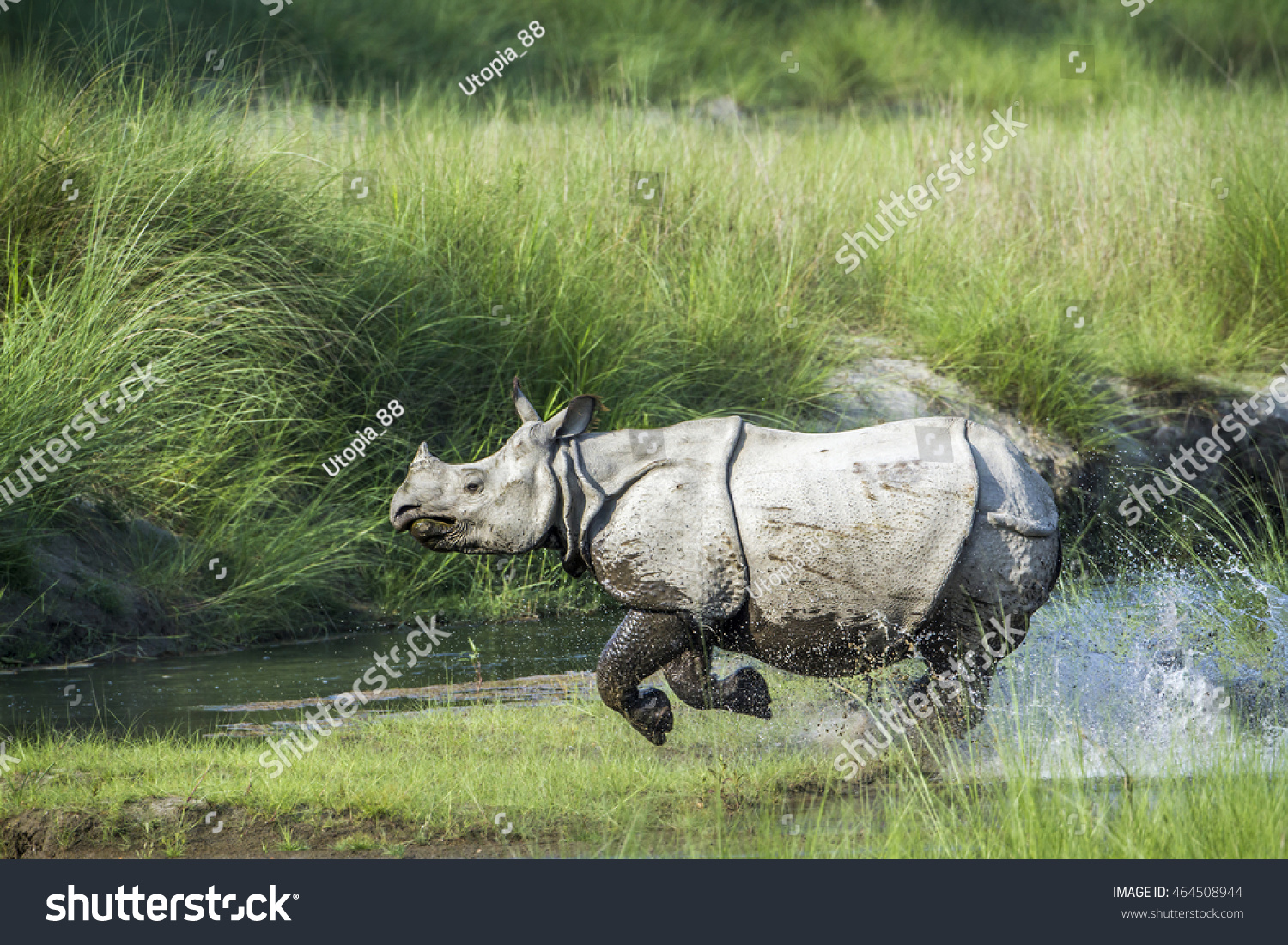 Greater one-horned rhinoceros in Bardia national park, Nepal ; specie Rhinoceros unicornis family of Rhinocerotidae #464508944