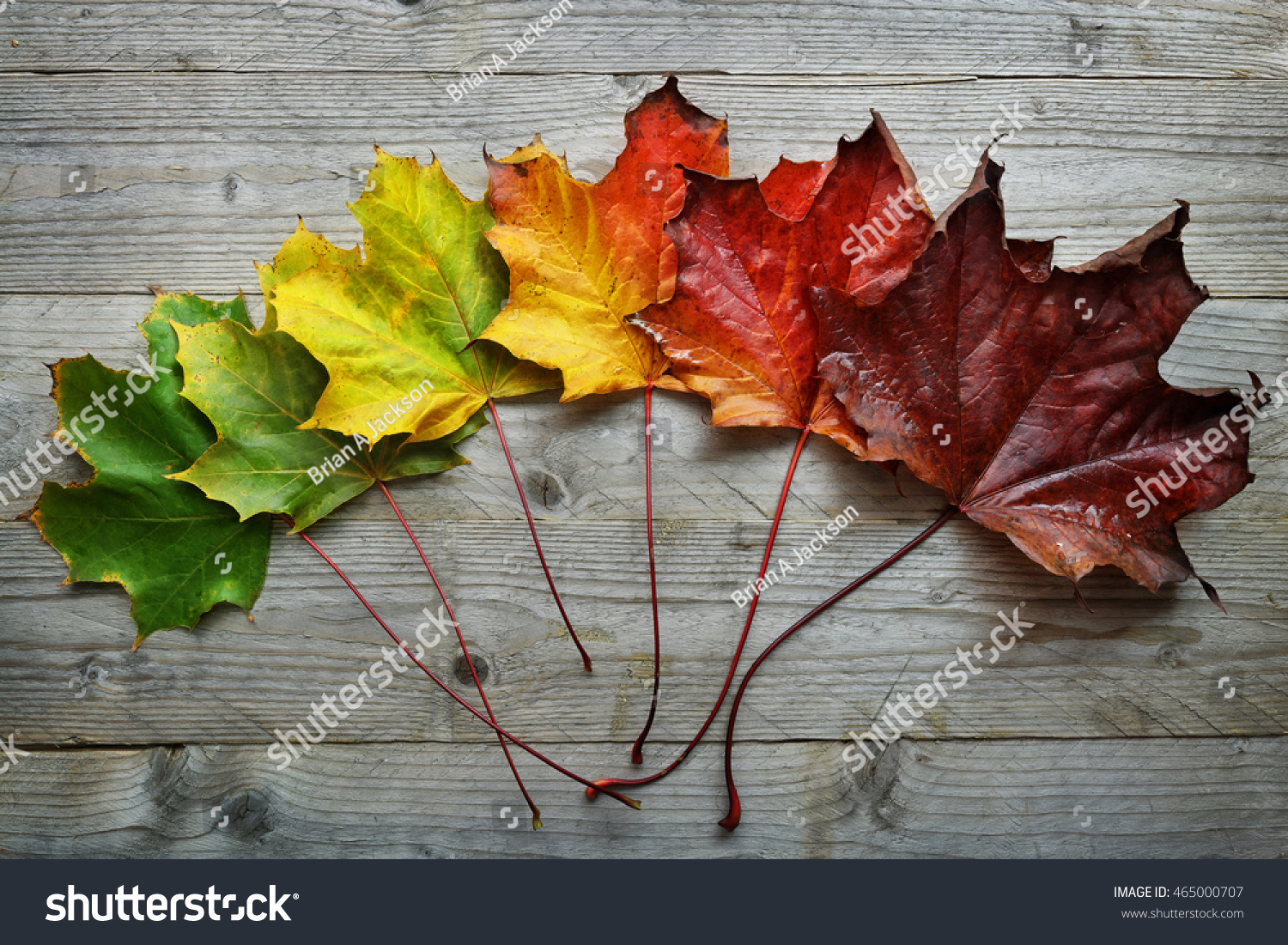 Autumn Maple leaf transition and variation concept for fall and change of season #465000707