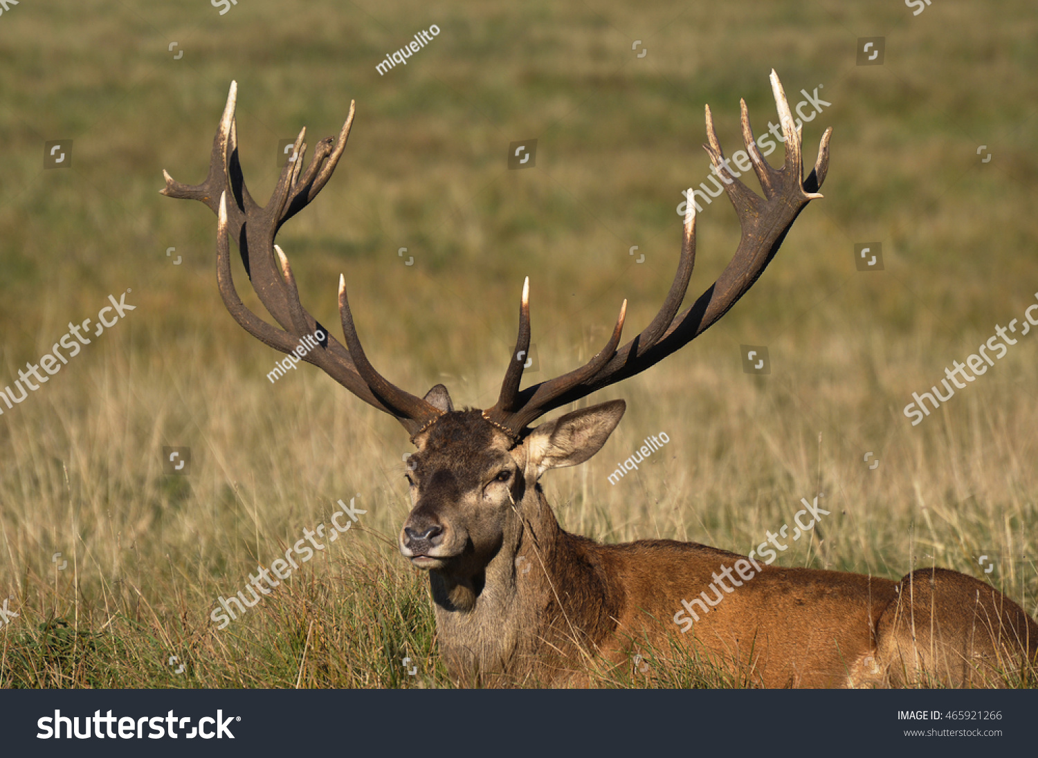 Red deer old stag #465921266