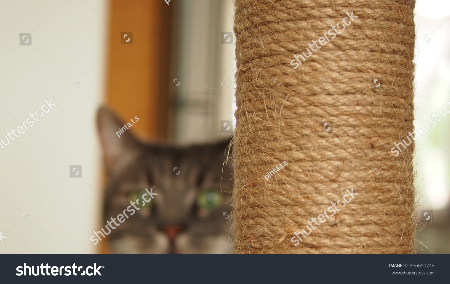 scratching post 2 #466650749