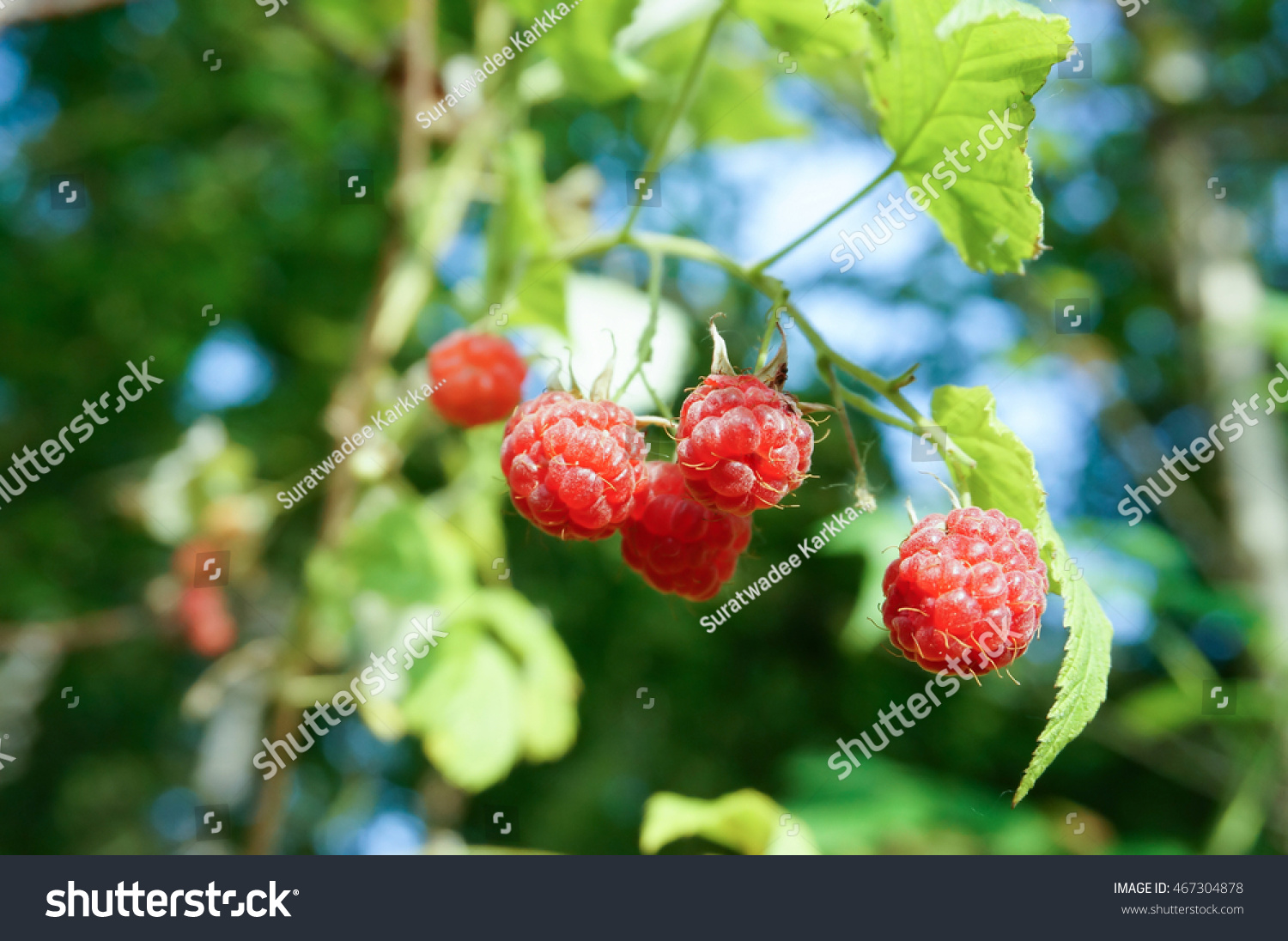 Fresh wild raspberries in forest. Organic raspberries. Evening sunlight. Nature in summer season, Finland #467304878