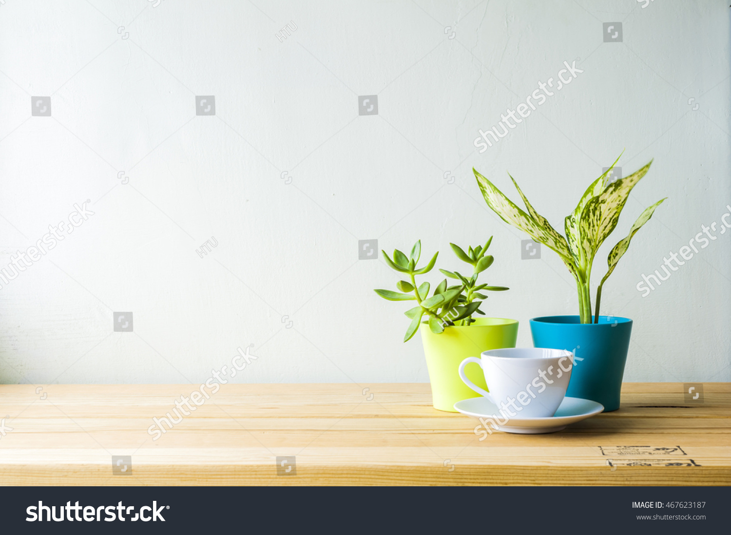 Indoor plant on wooden table and white wall #467623187