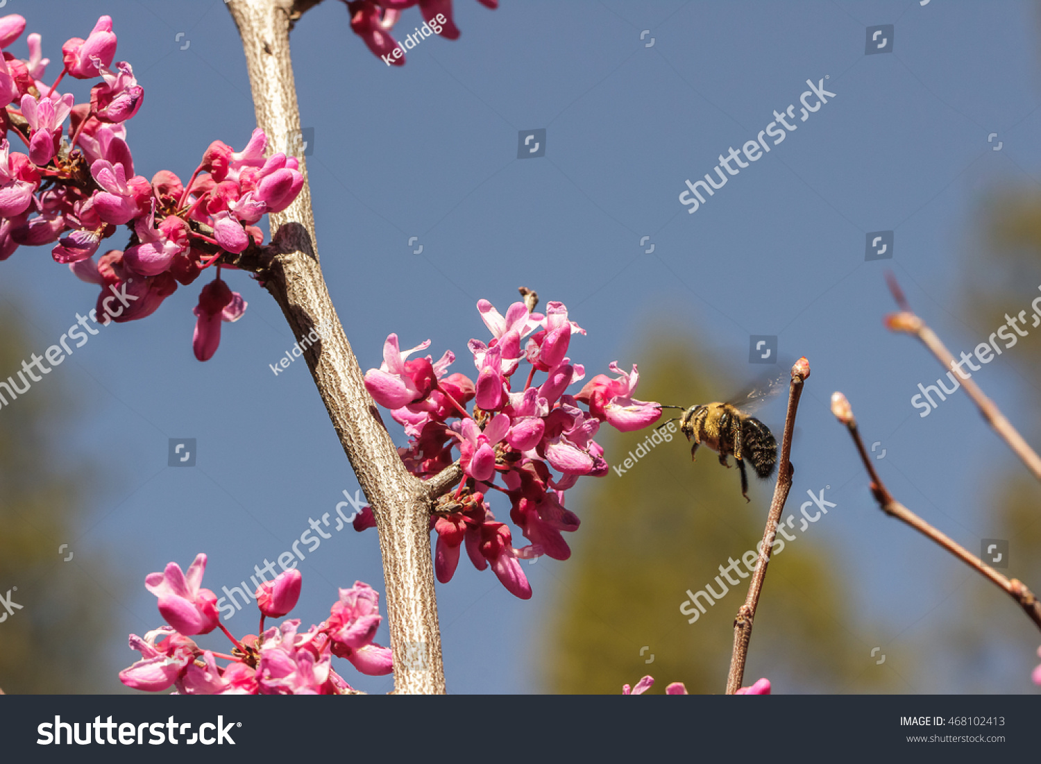 Carpenter bee (Xylocopa) hovering before a western redbud (Cercis occidentalis) flowering tree #468102413