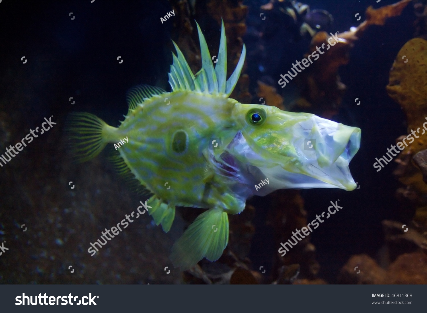 Congiopodidae, commonly known as pigfishes, horse-fishes and racehorses. #46811368